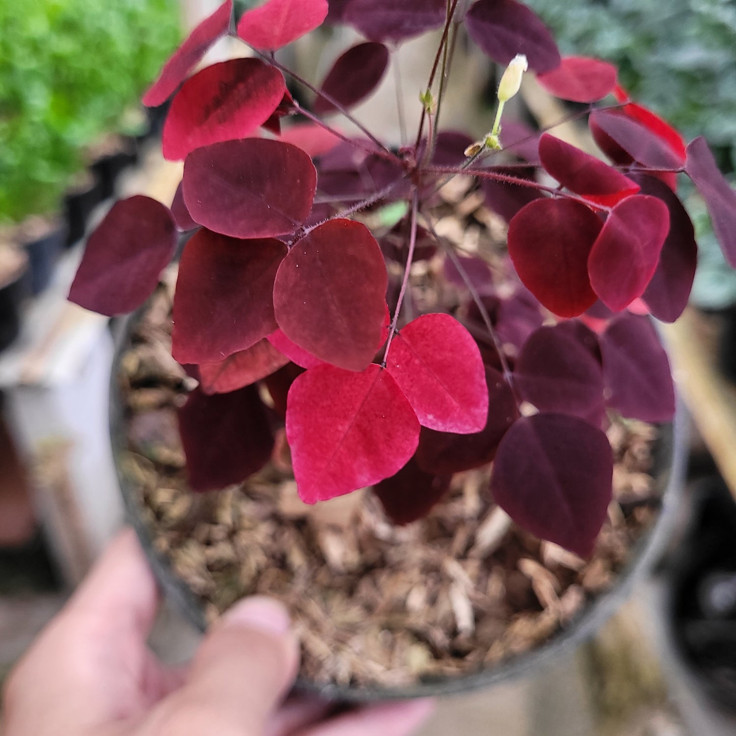 Oxalis Hedysaroides
