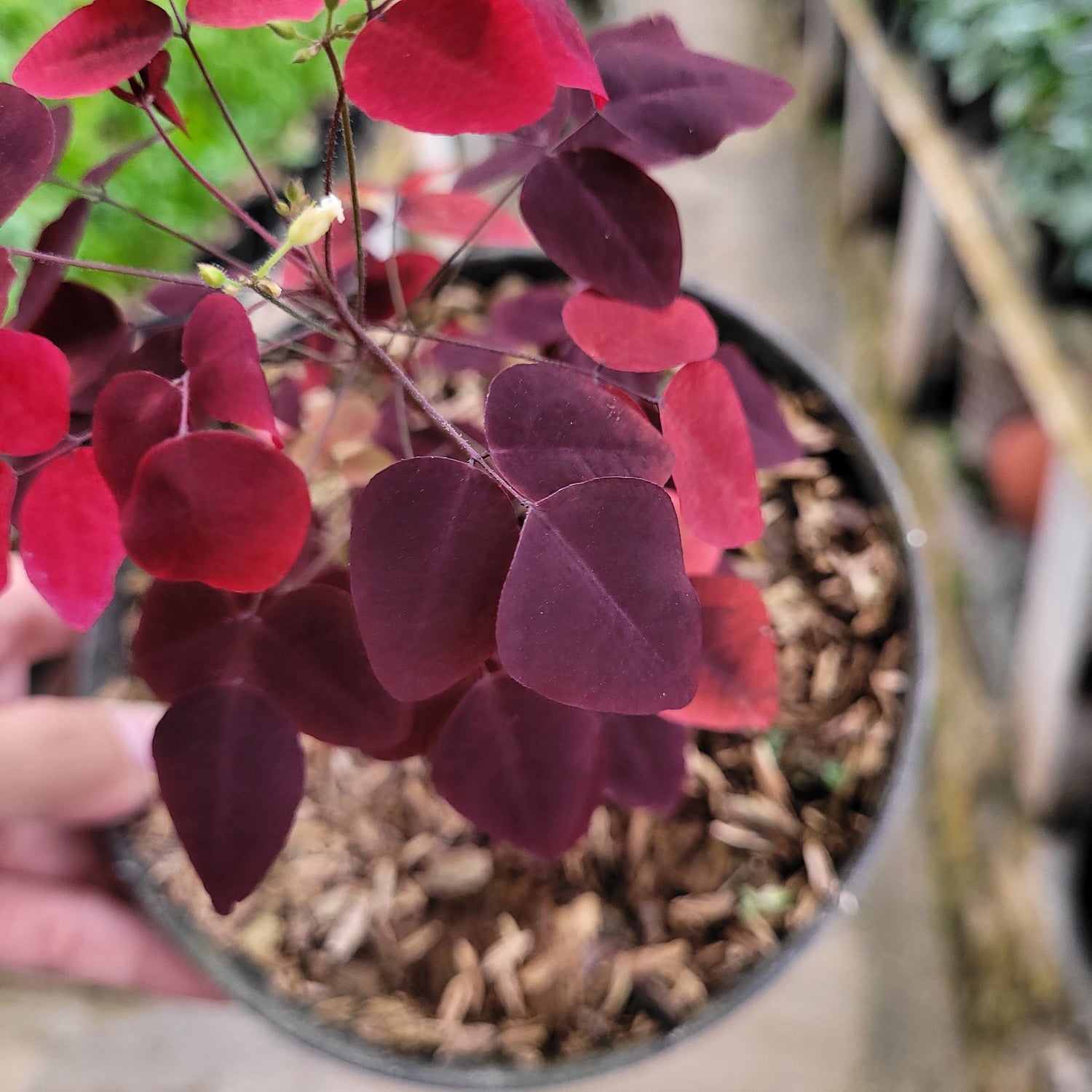 Oxalis Hedysaroides