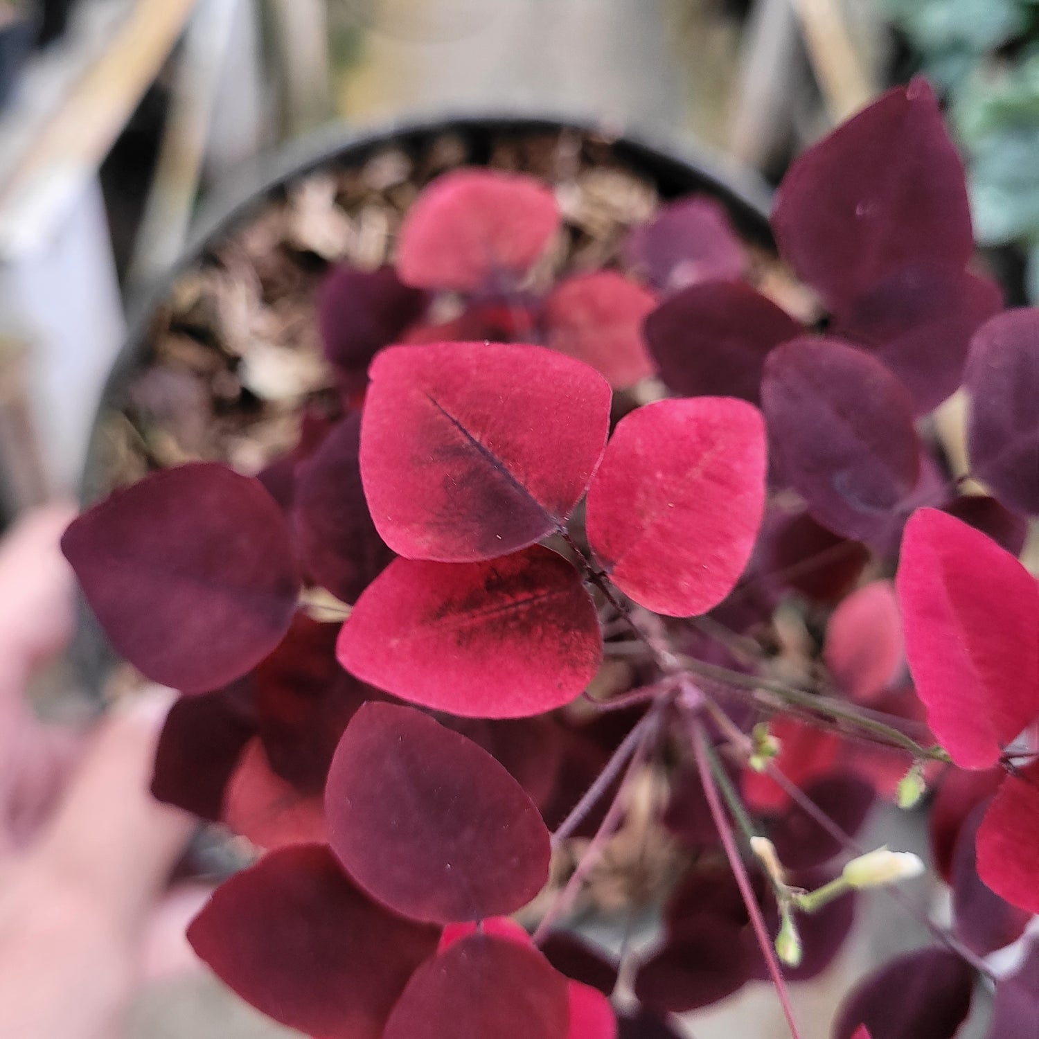 Oxalis Hedysaroides