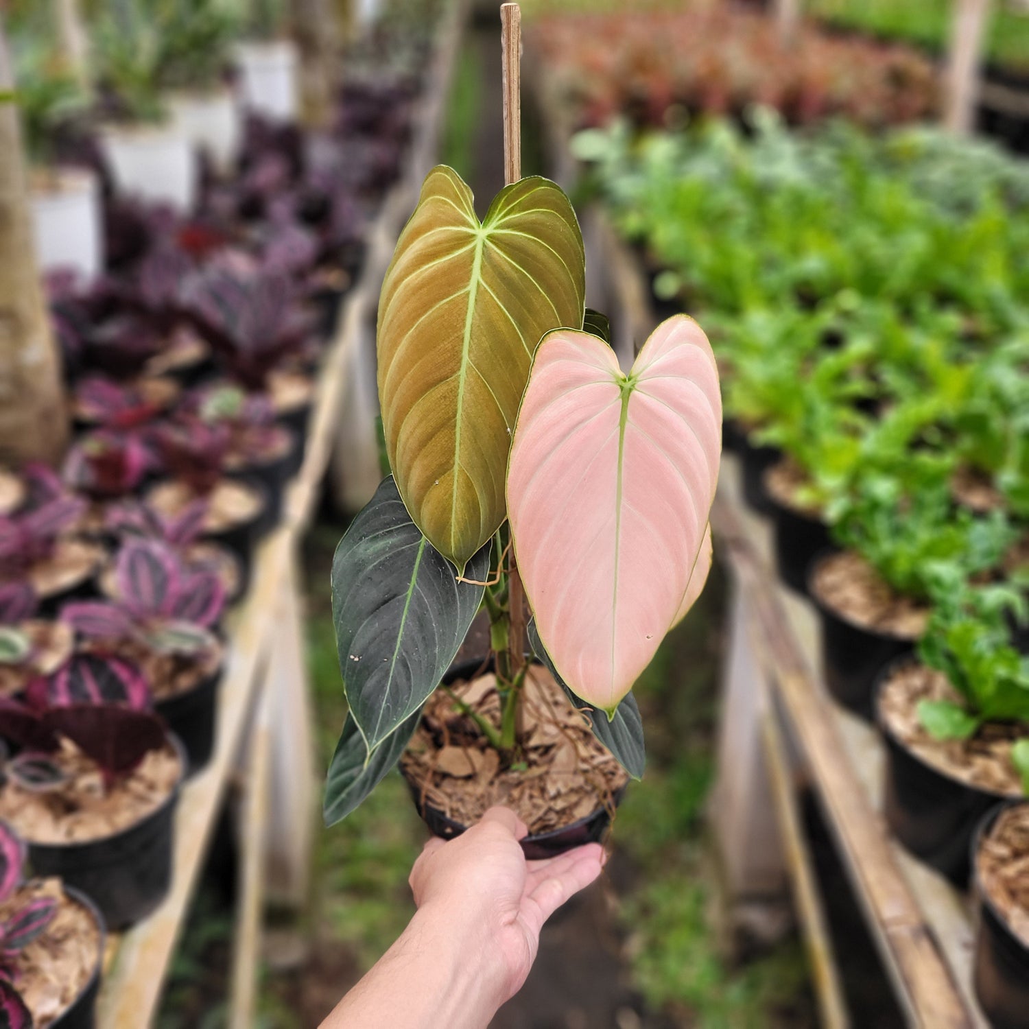 🎁 Philodendron Melanochrysum Pink (100% off)