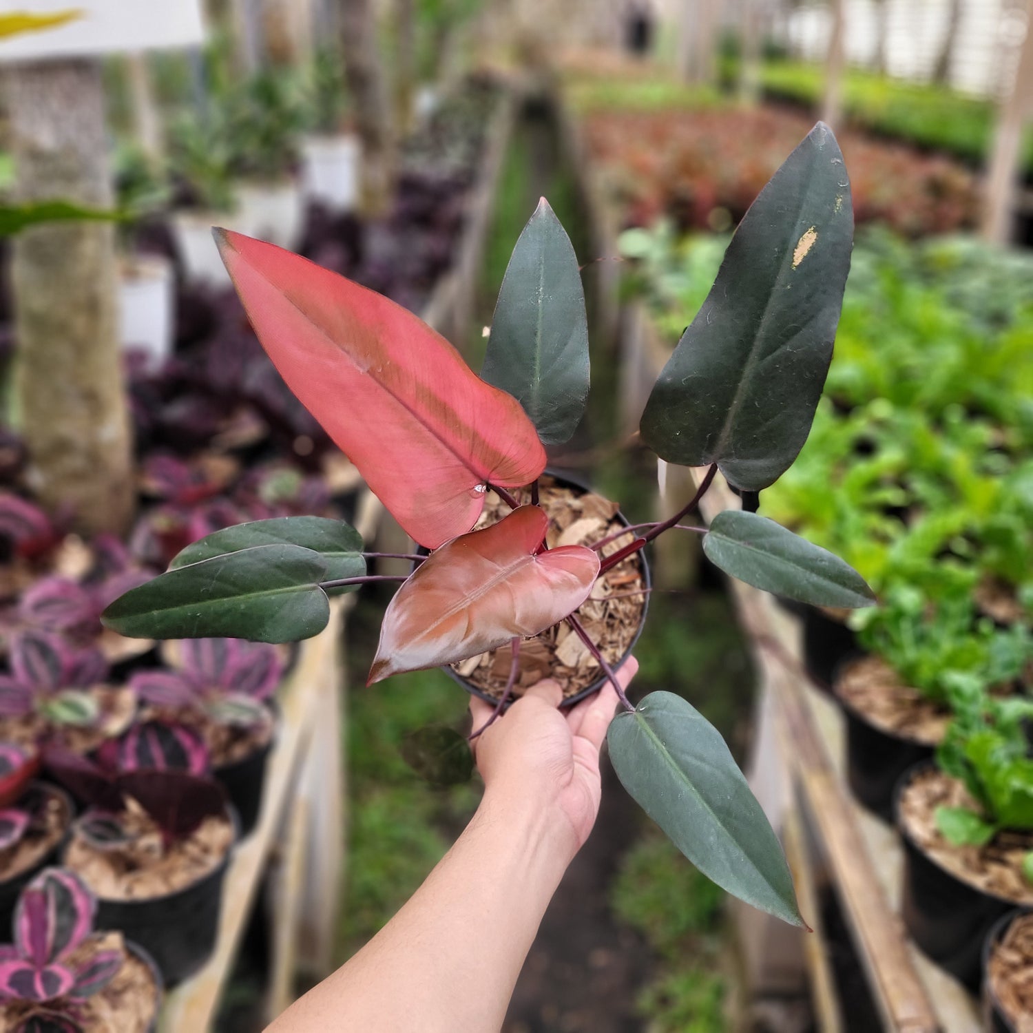 Philodendron Dark Lord Pink