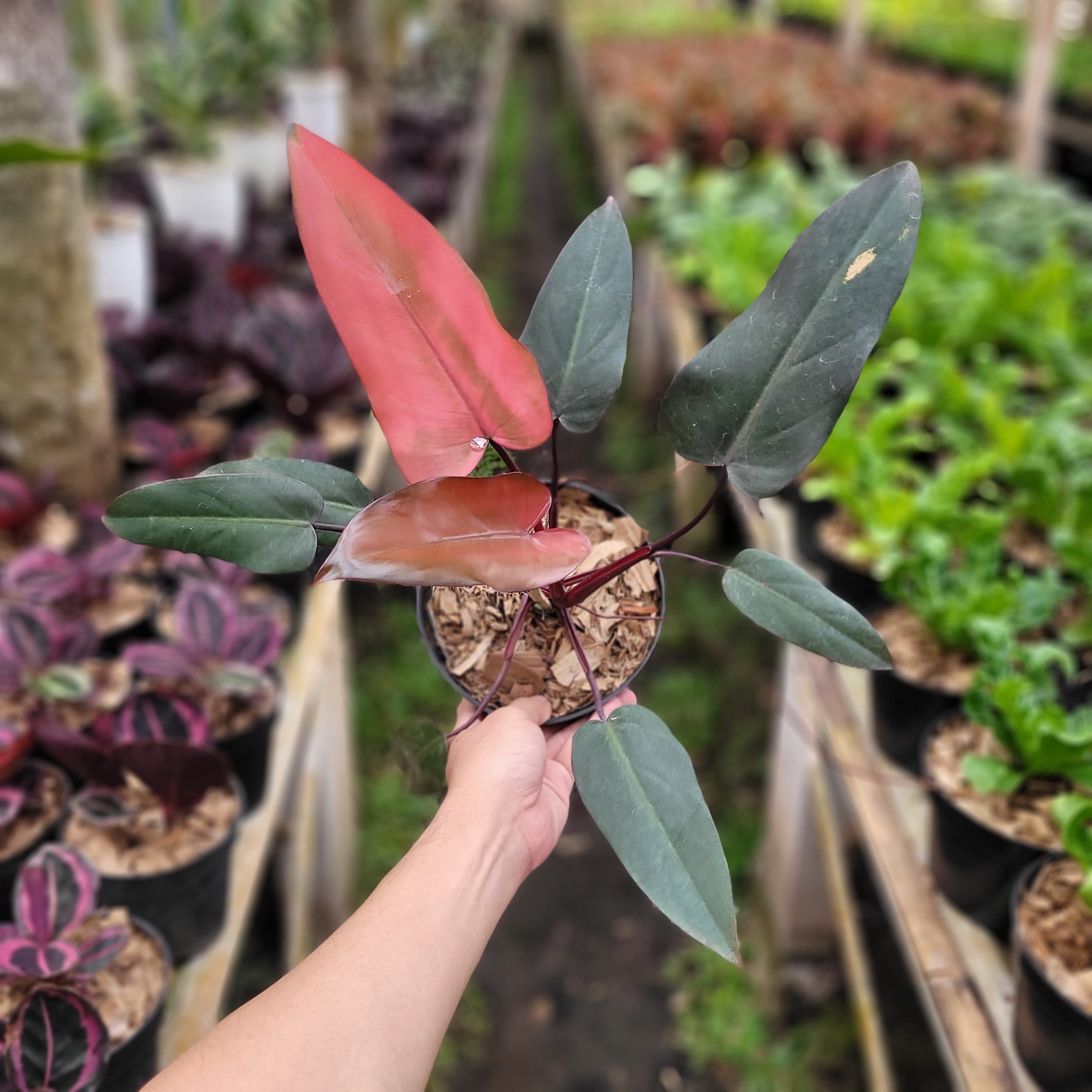 Philodendron Dark Lord Pink