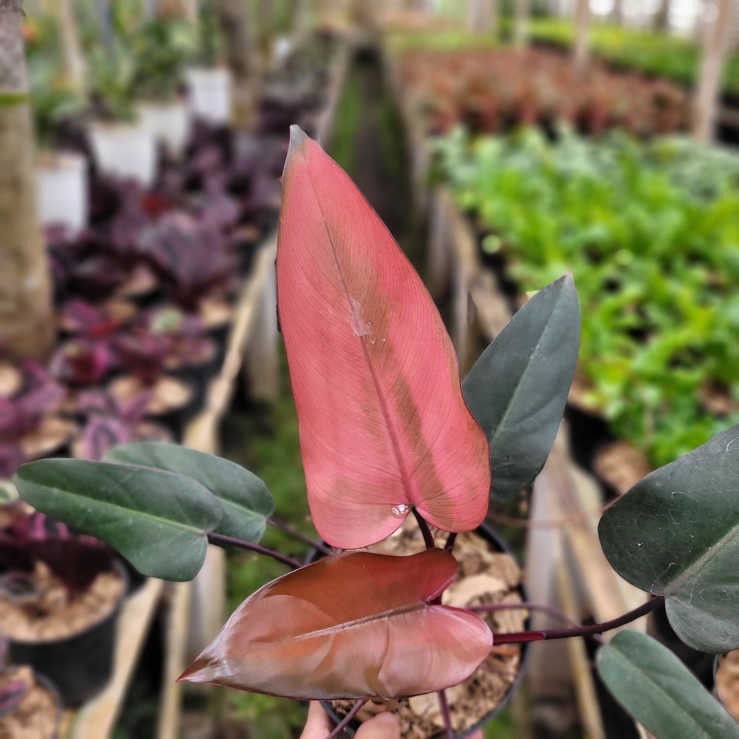 Philodendron Dark Lord Pink