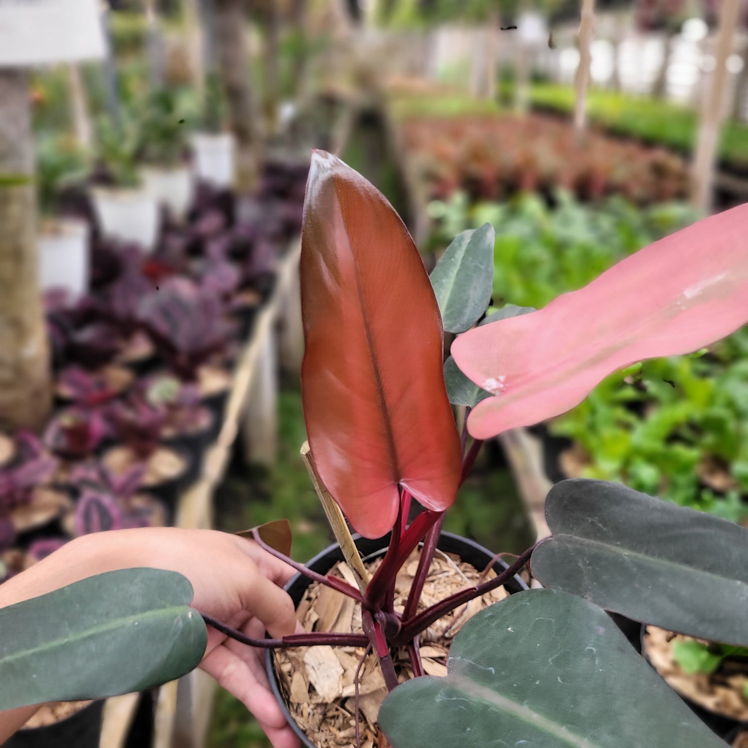 Philodendron Dark Lord Pink