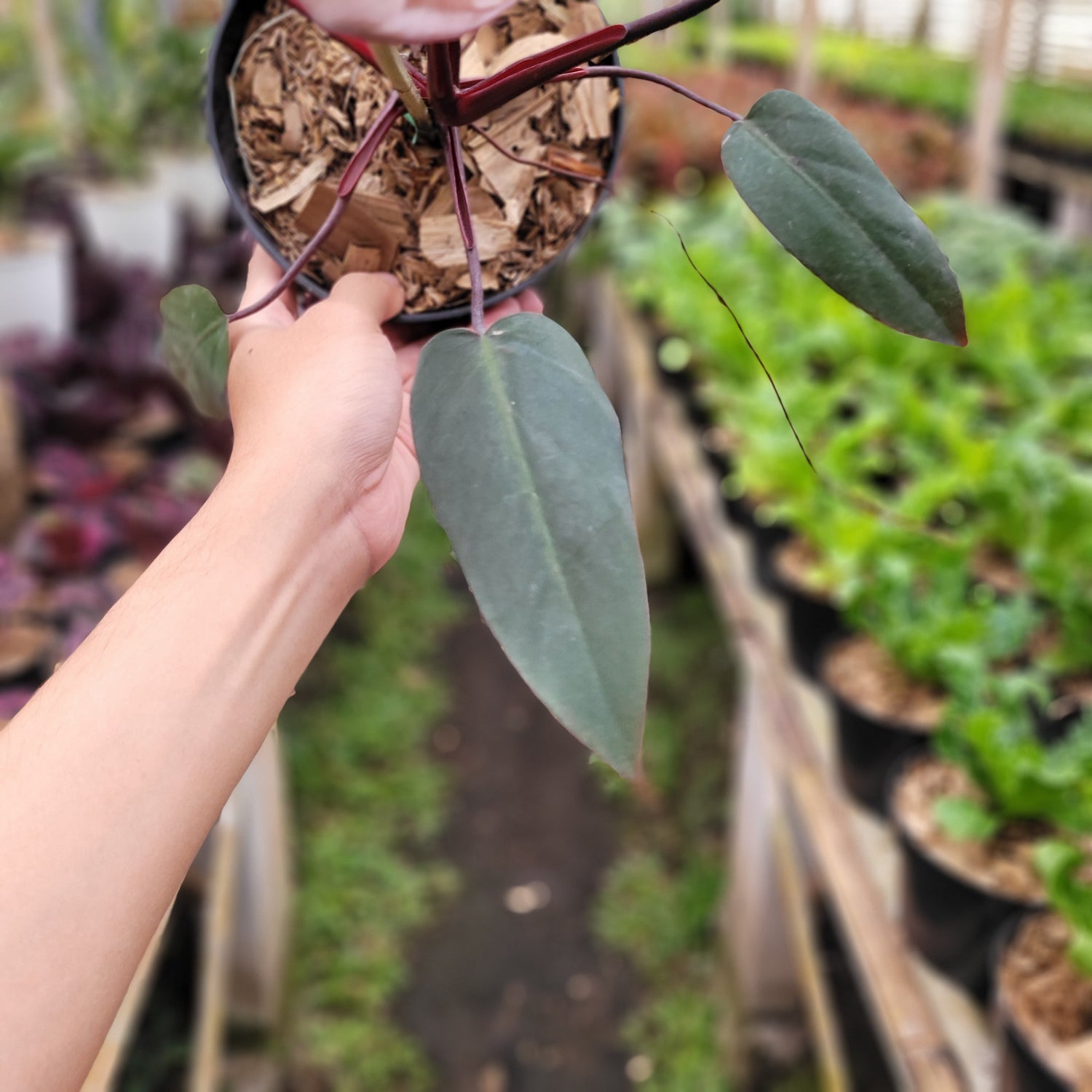 Philodendron Dark Lord Pink