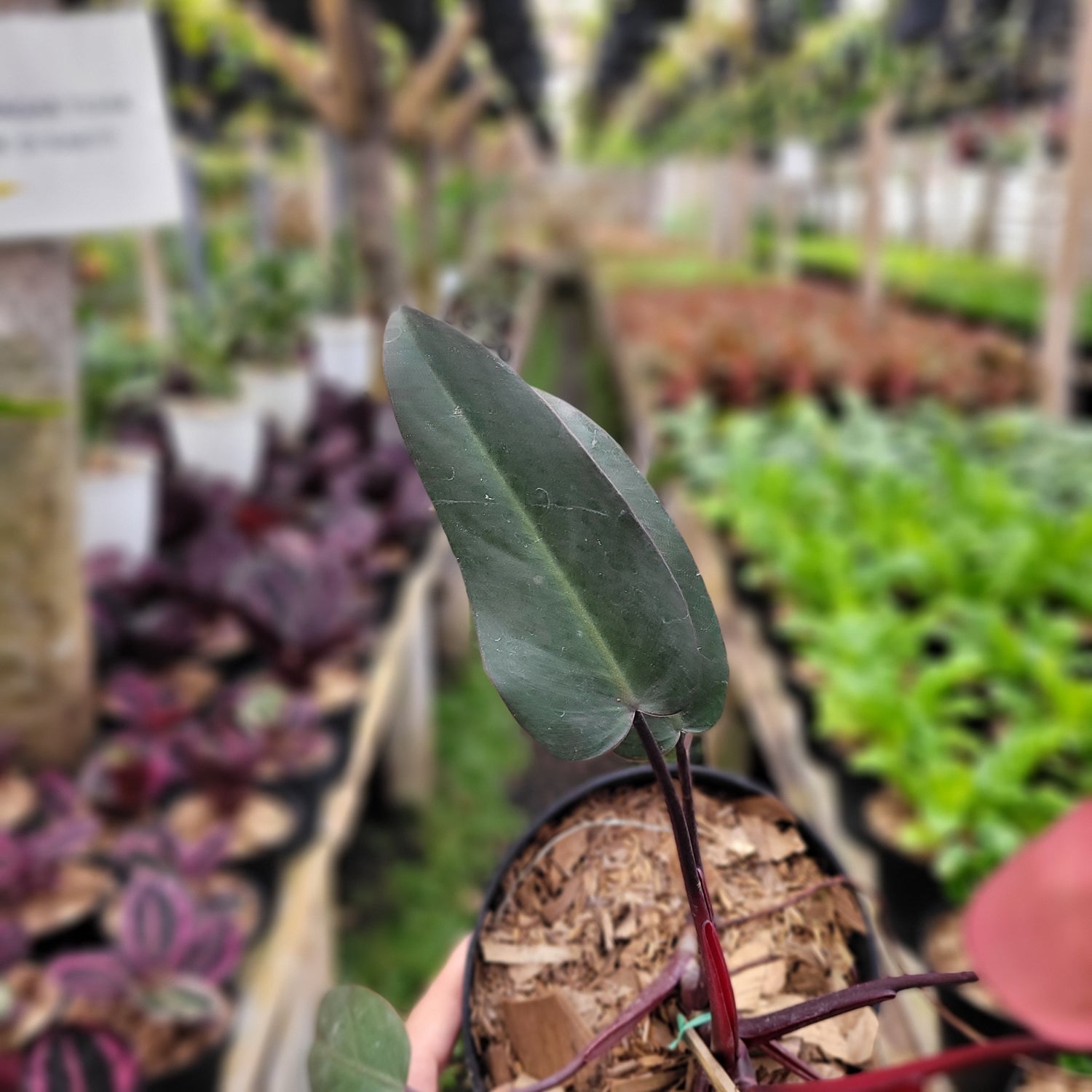 Philodendron Dark Lord Pink