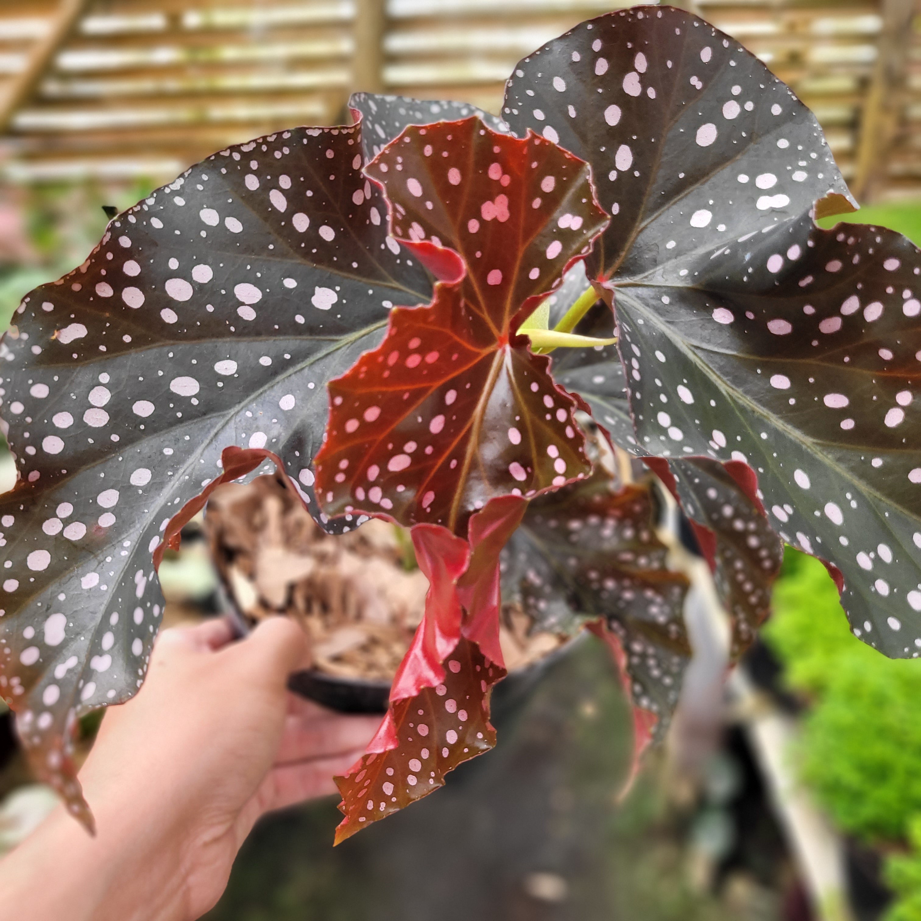Begonia Polcadot