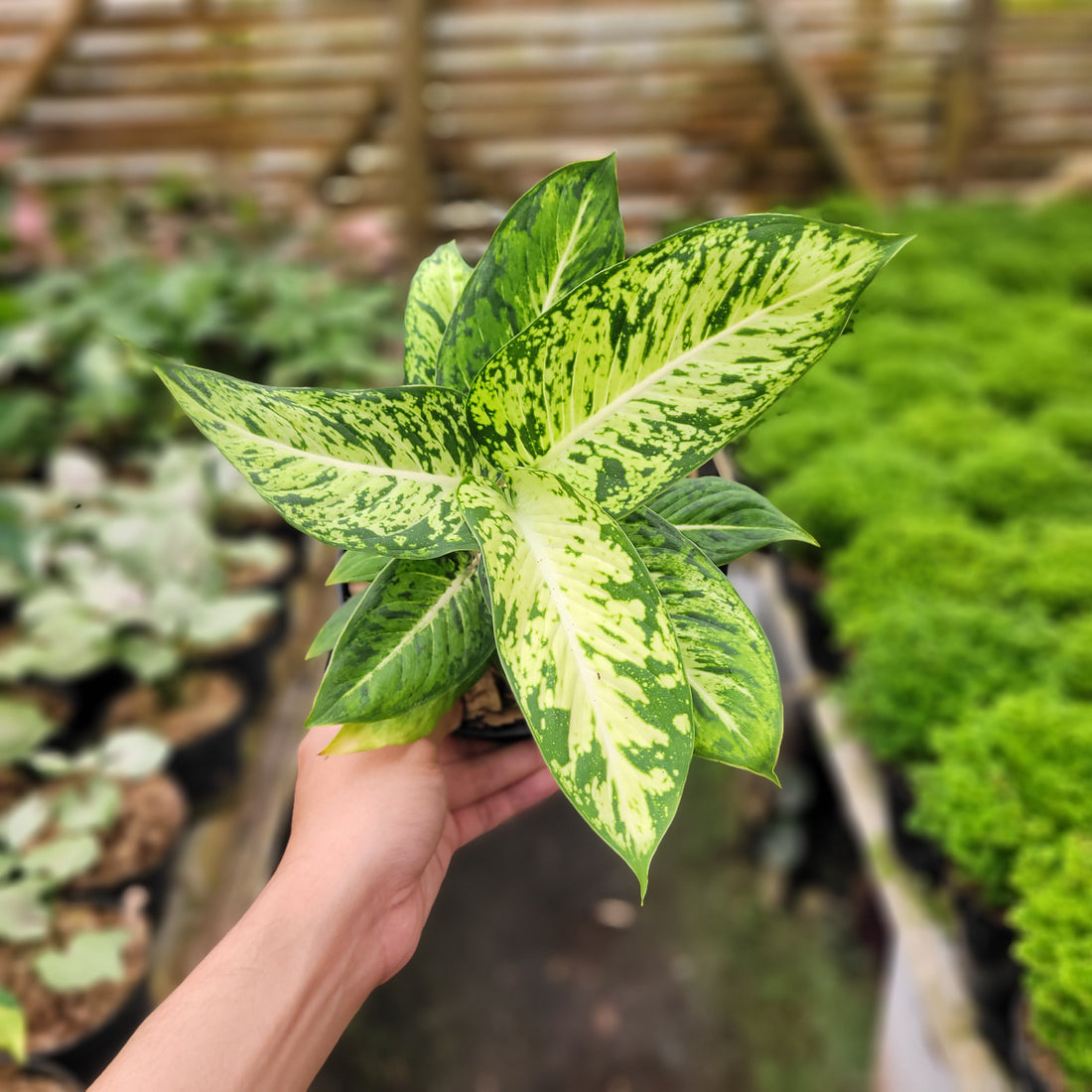 Diffenbachia Sparkle