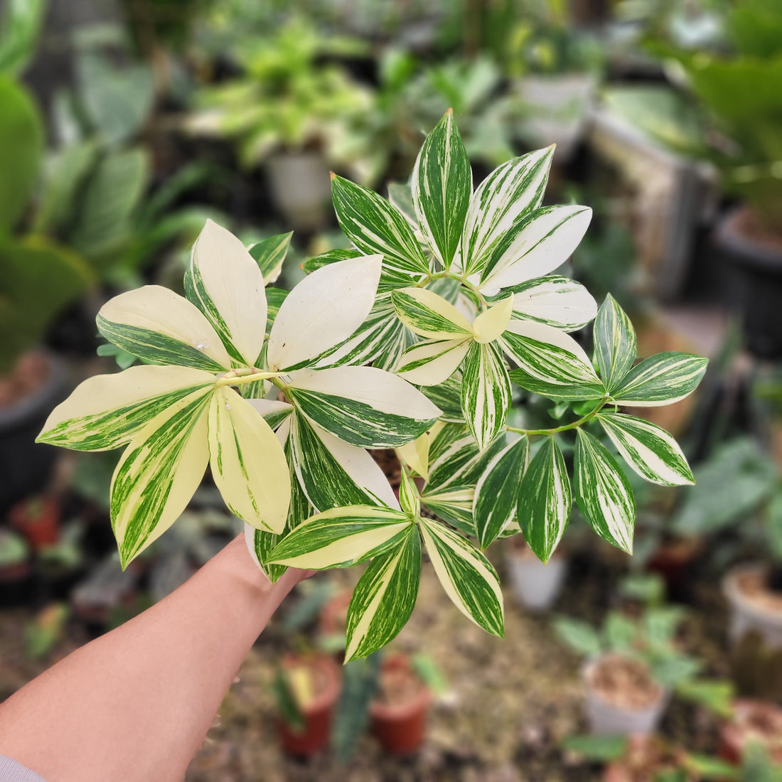 Costus Arabicus Variegated