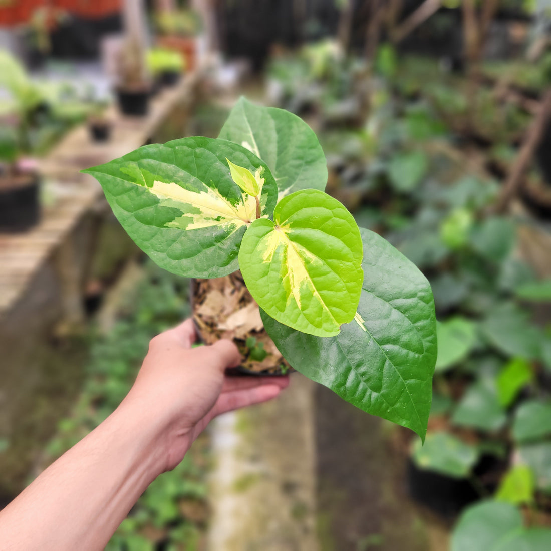 Piper Aurea Variegated