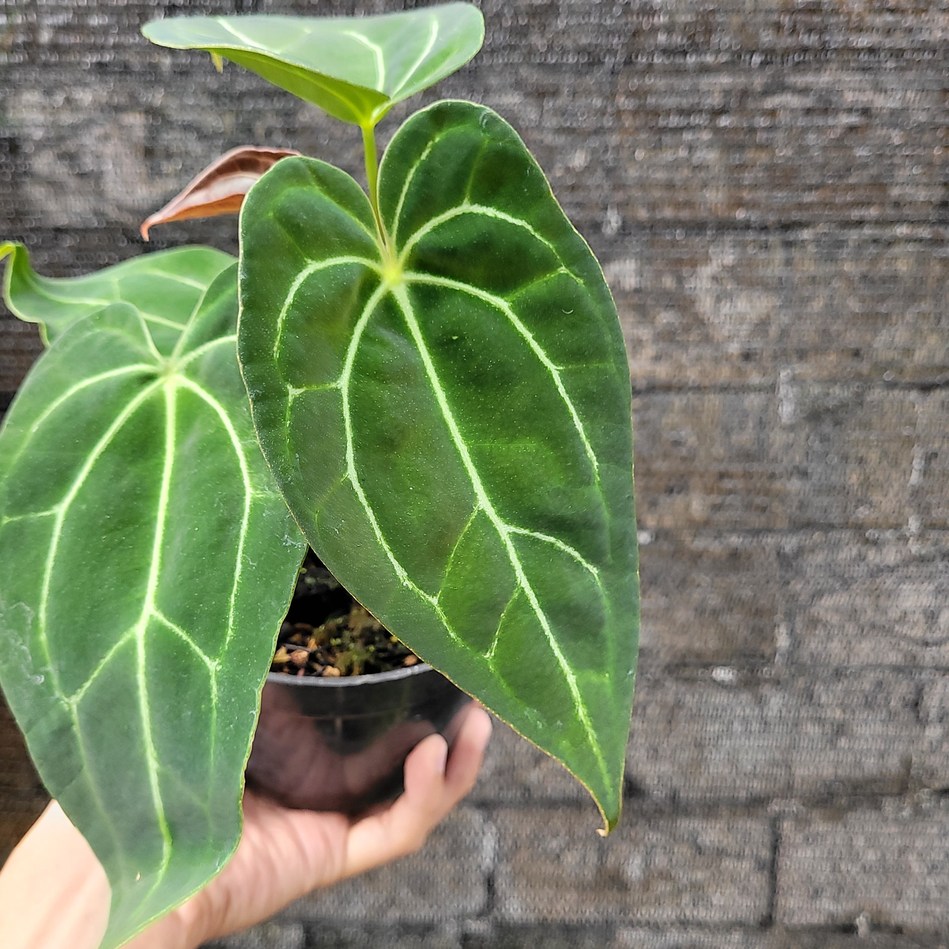 Anthurium Papillilaminum x Red Spider