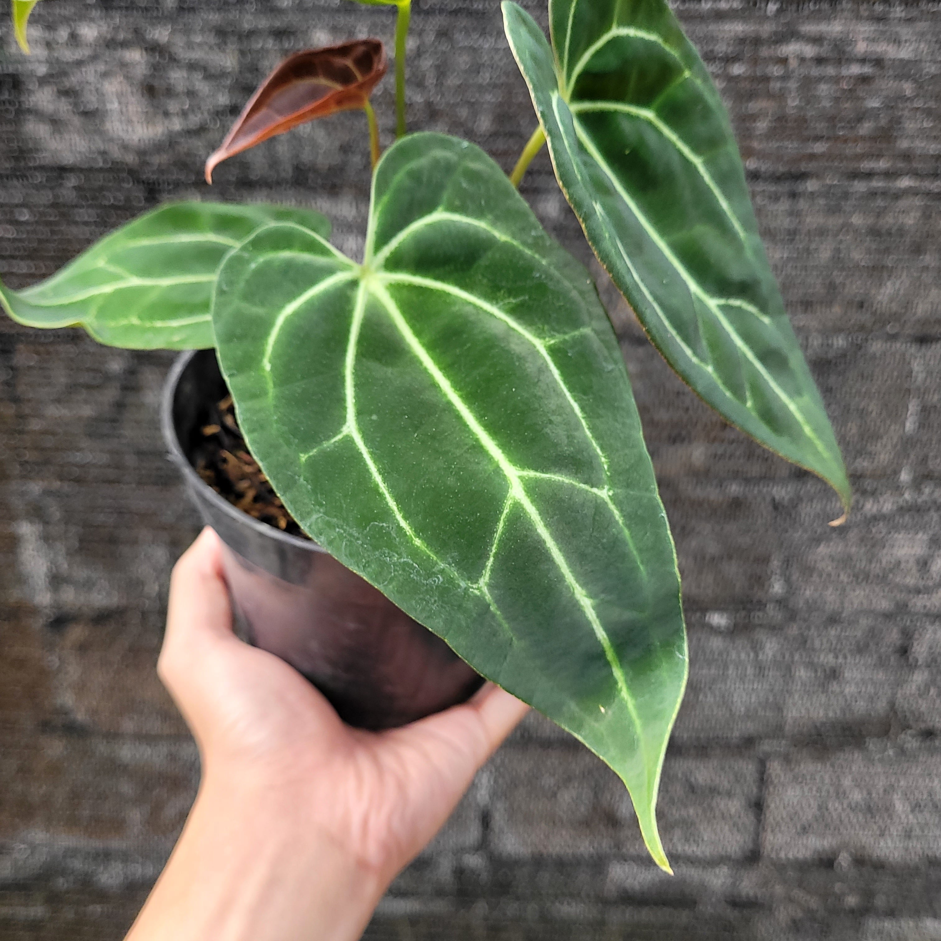 Anthurium Papillilaminum x Red Spider