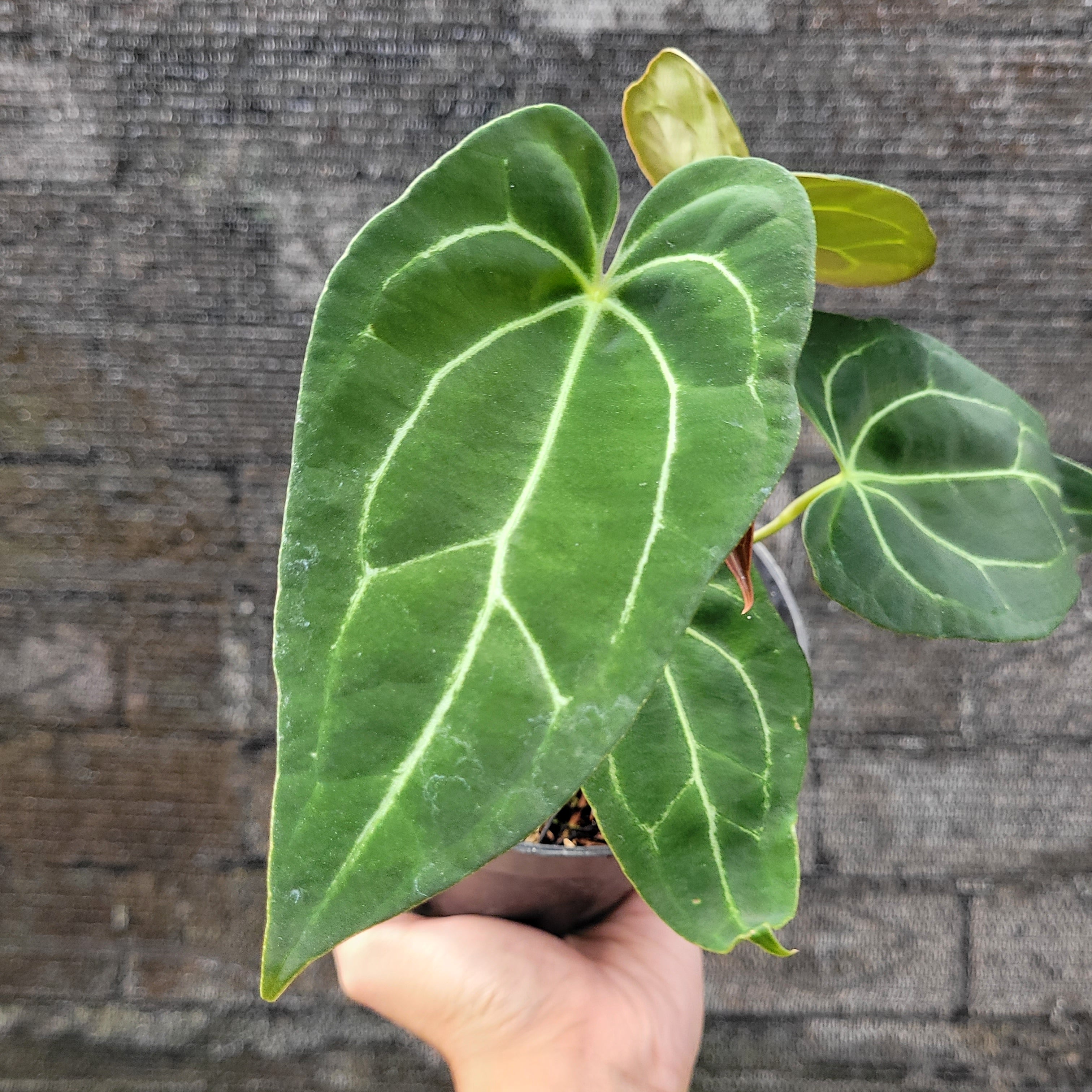 Anthurium Papillilaminum x Red Spider