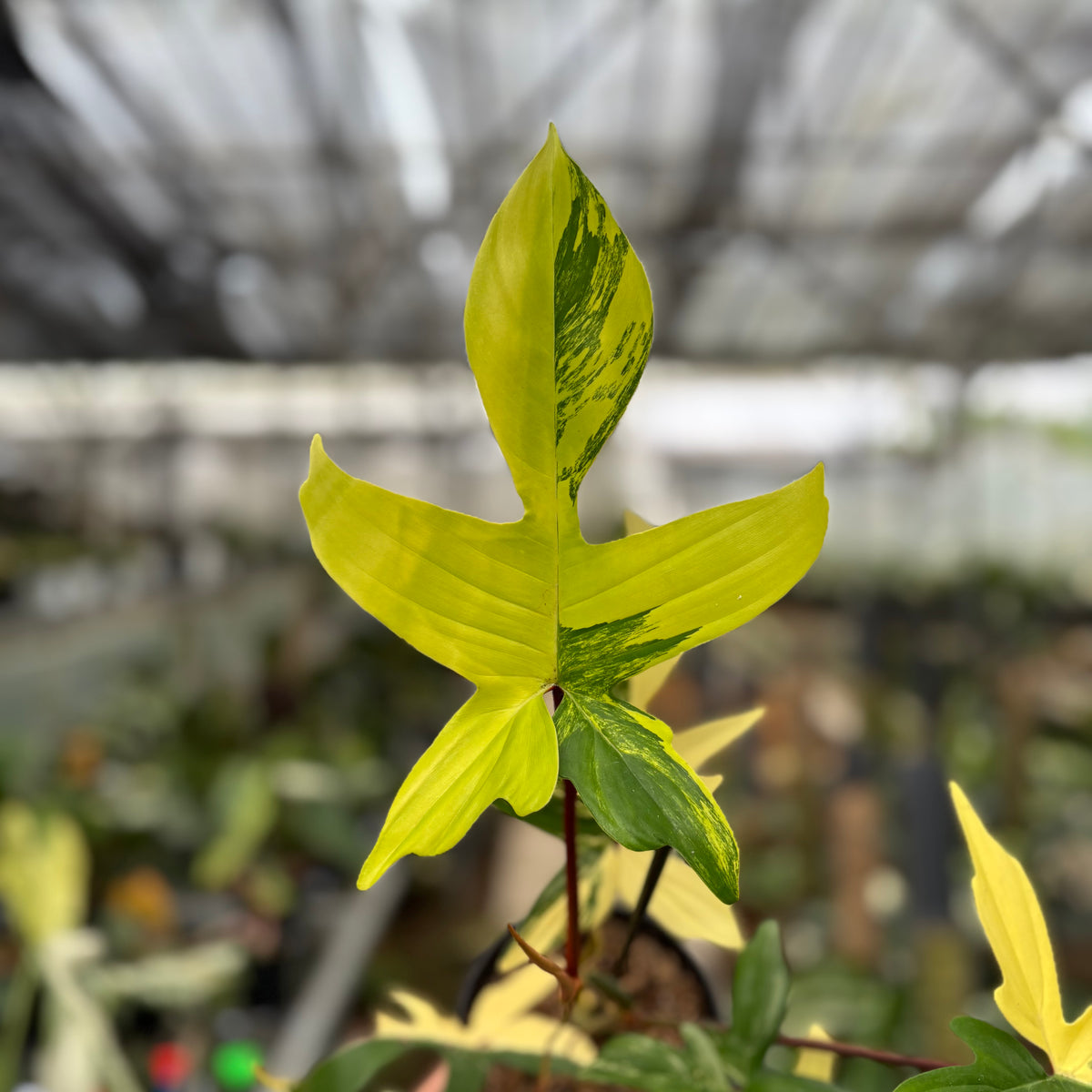 RP16-10 Philodendron Florida Beauty Mature Size