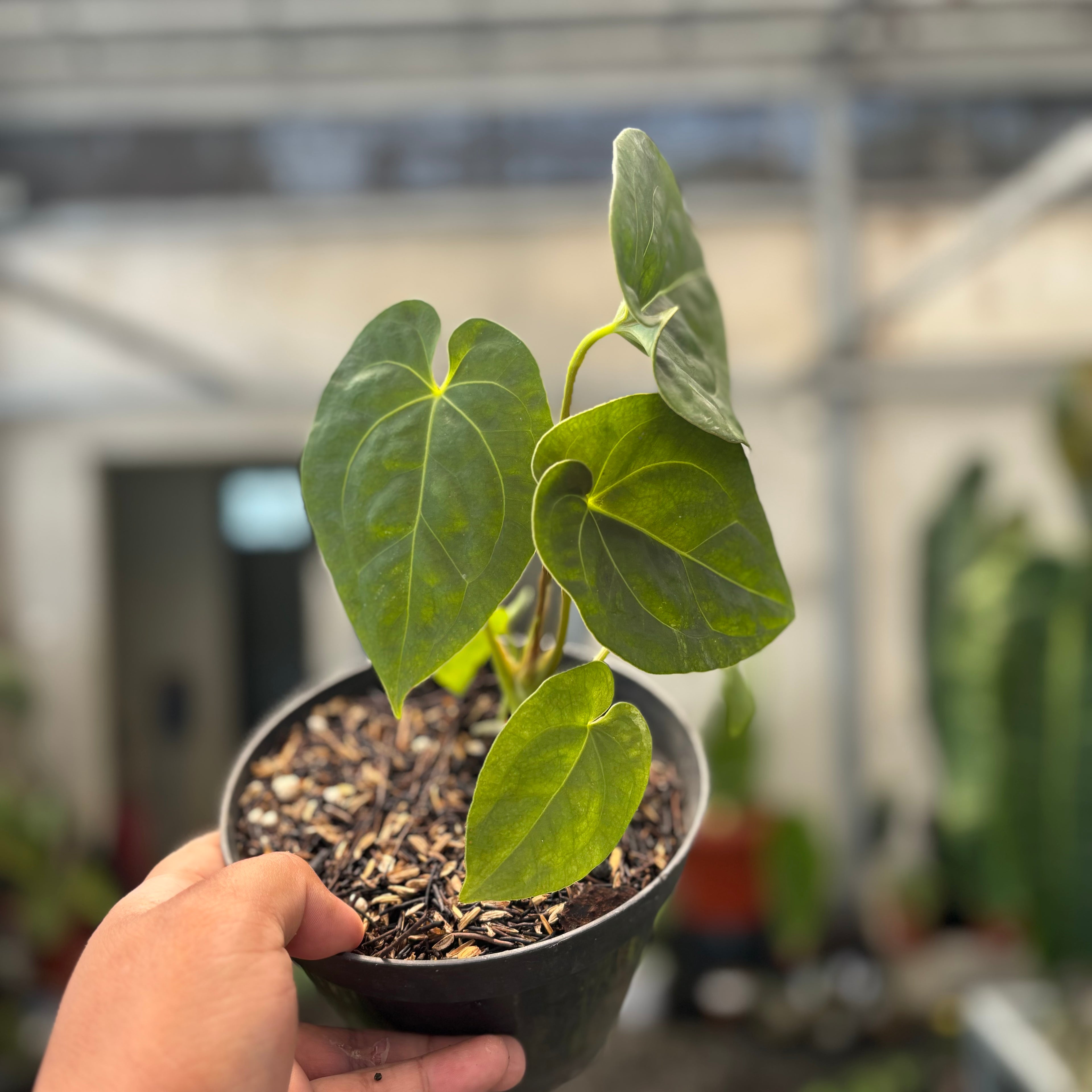 Anthurium Luxurians Indonesia Type x Dorayaki