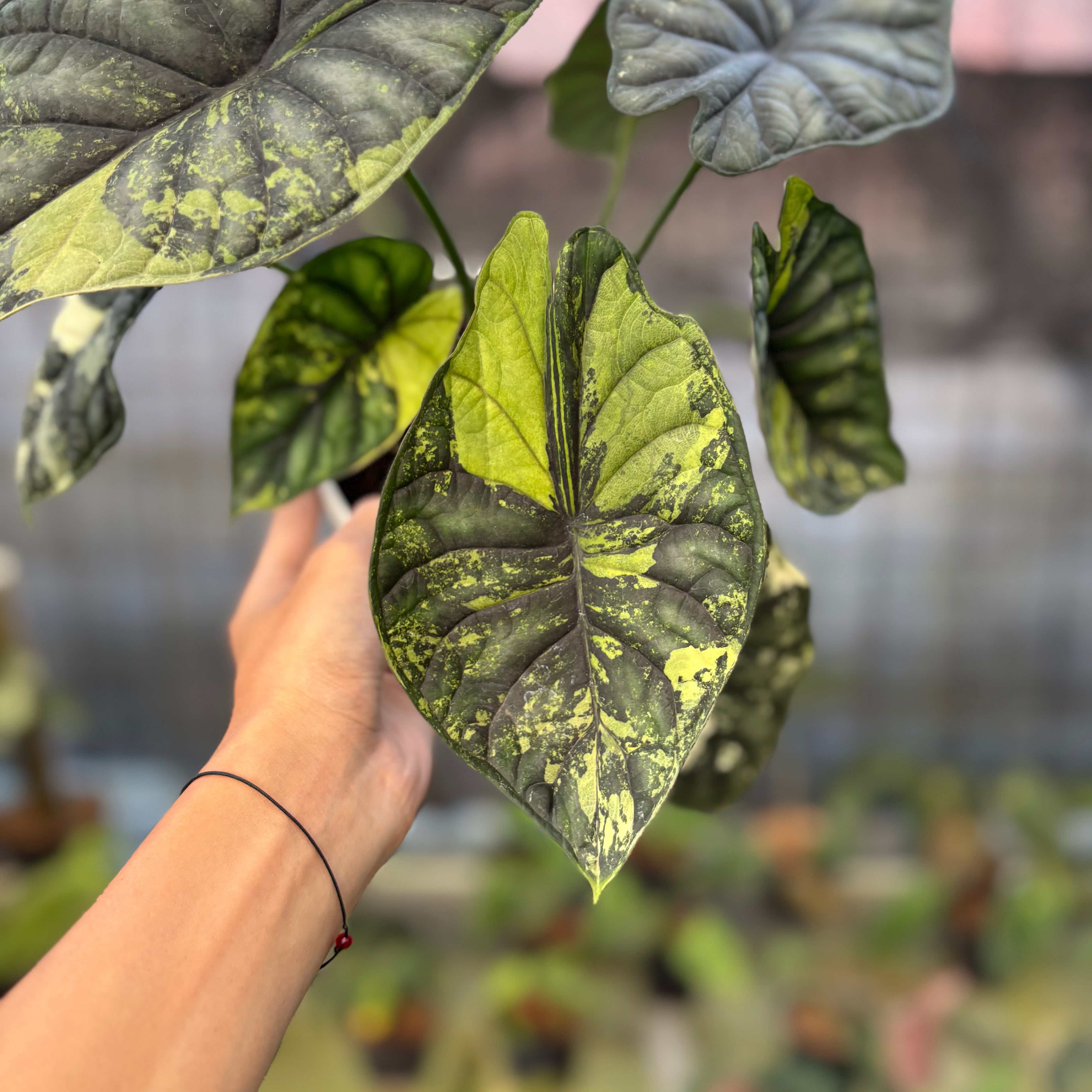 RP22-9 Alocasia Dragon Scale Variegated Mature Size