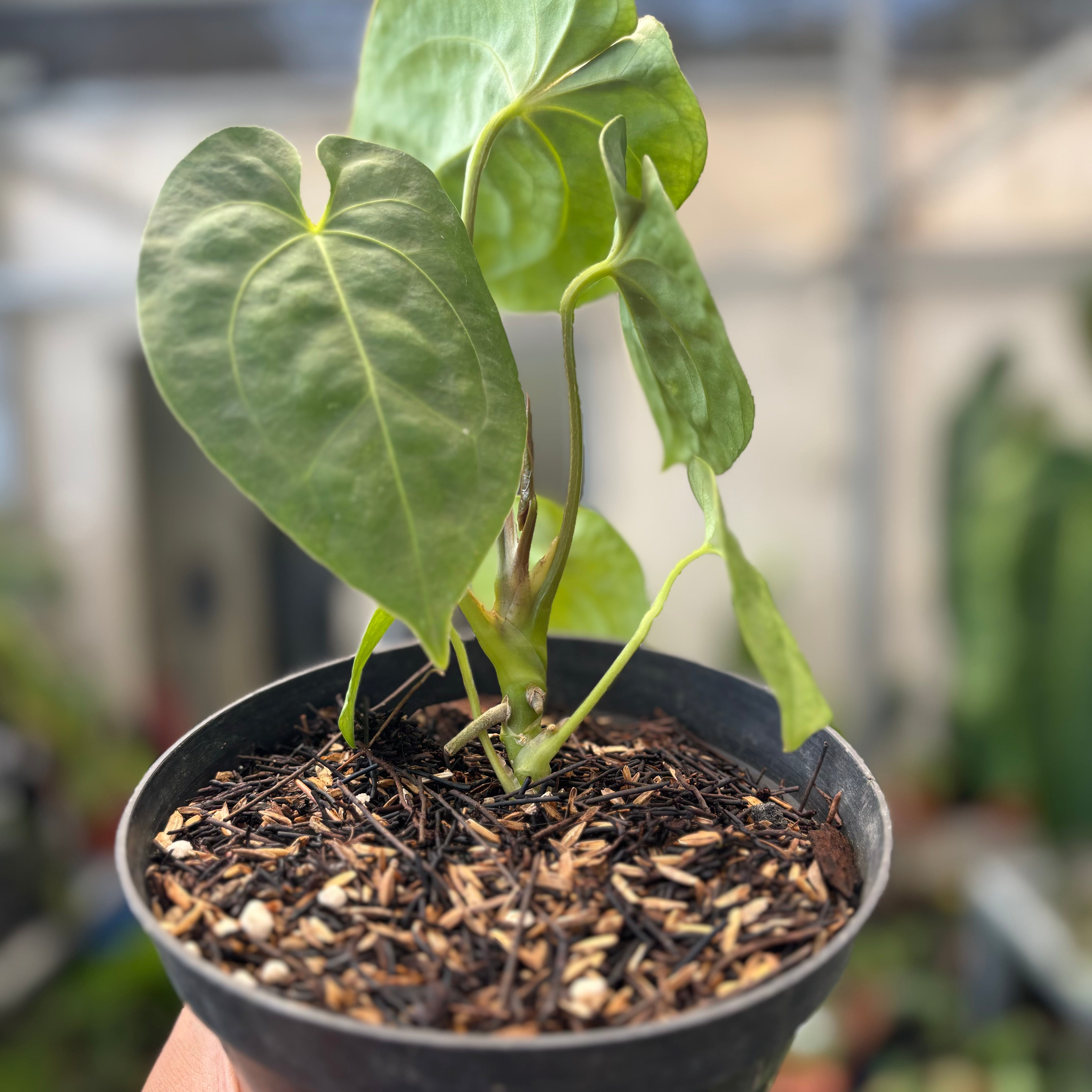 Anthurium Luxurians Indonesia Type x Dorayaki
