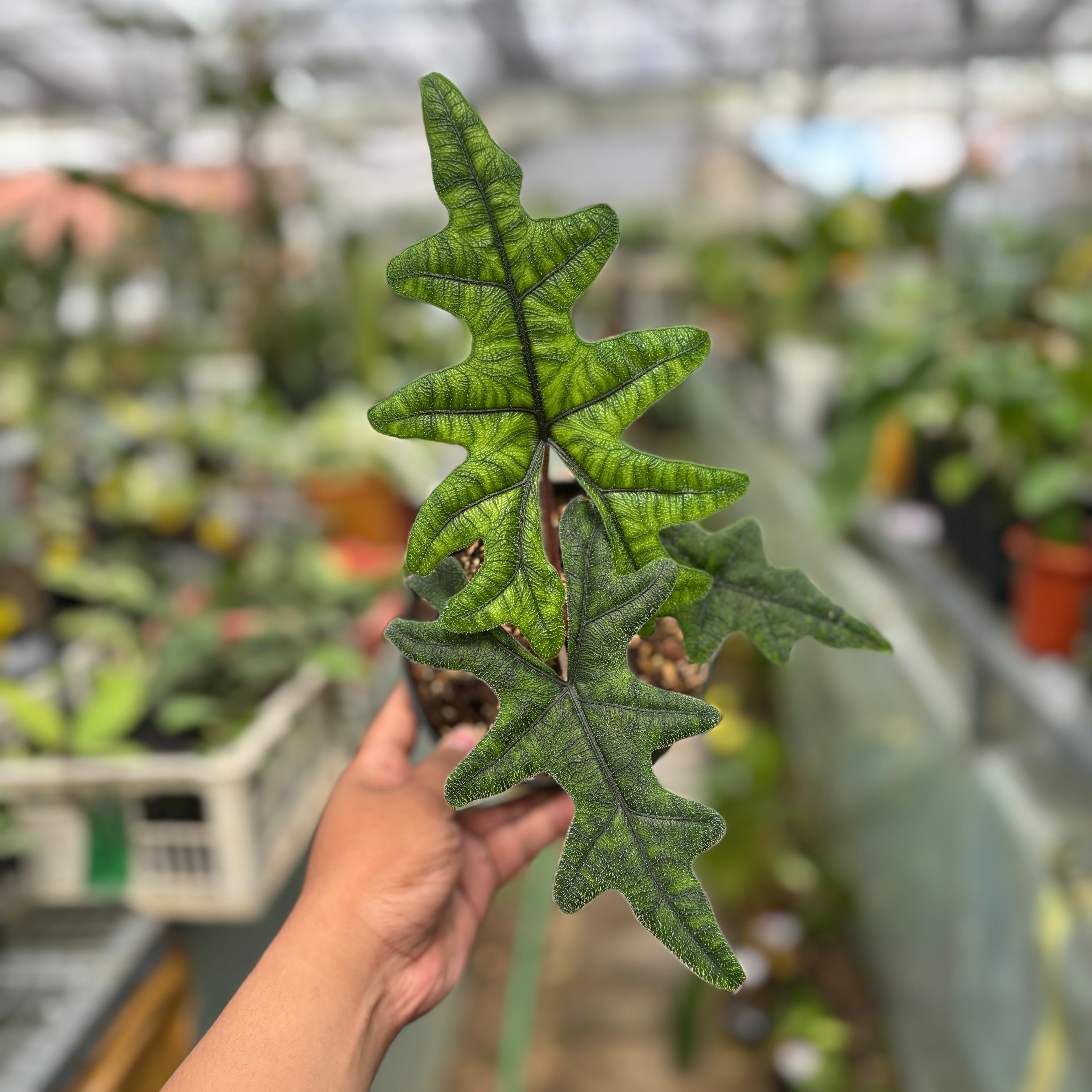 Alocasia Jacklyn
