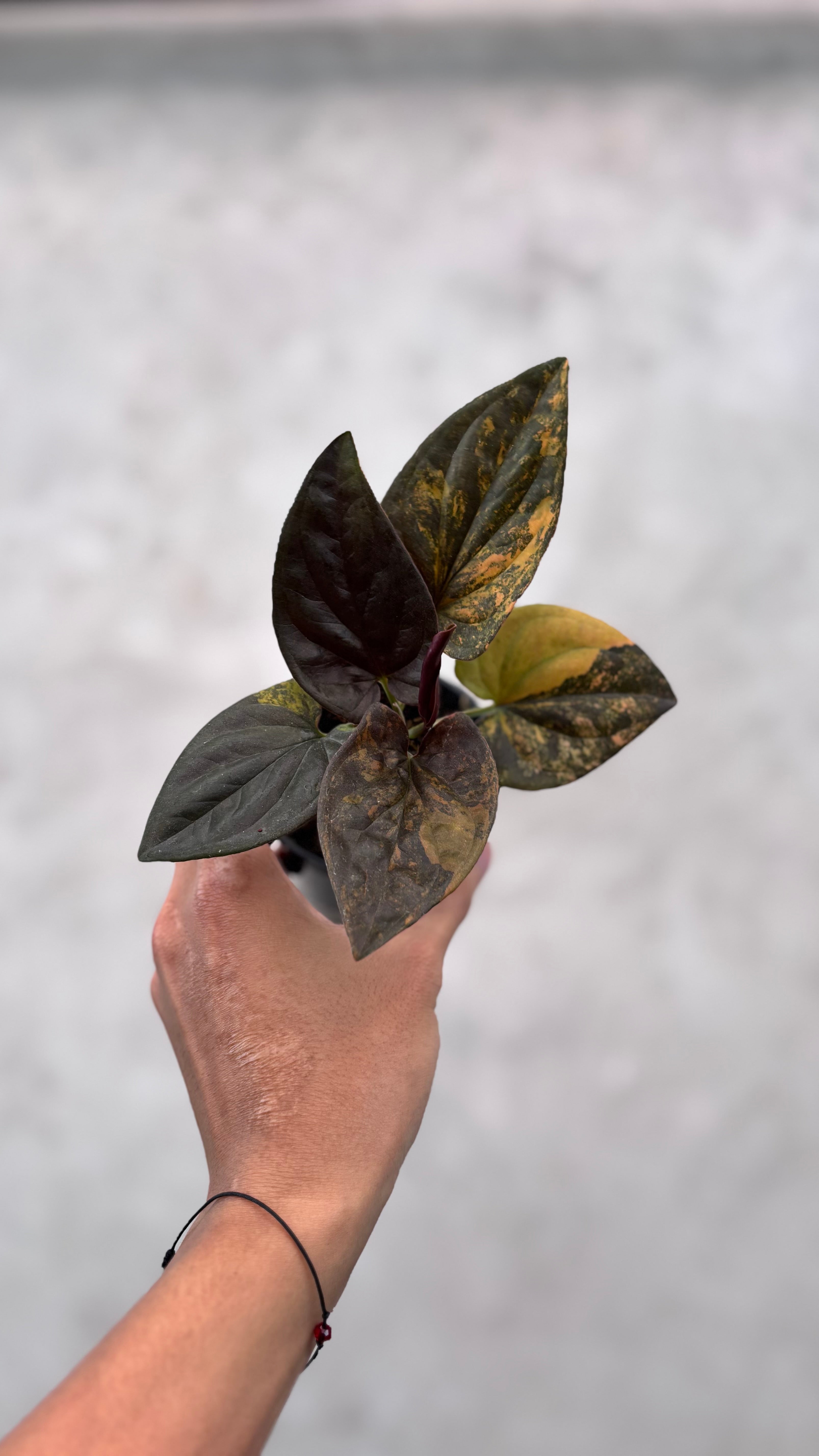 Syngonium Red Arrow