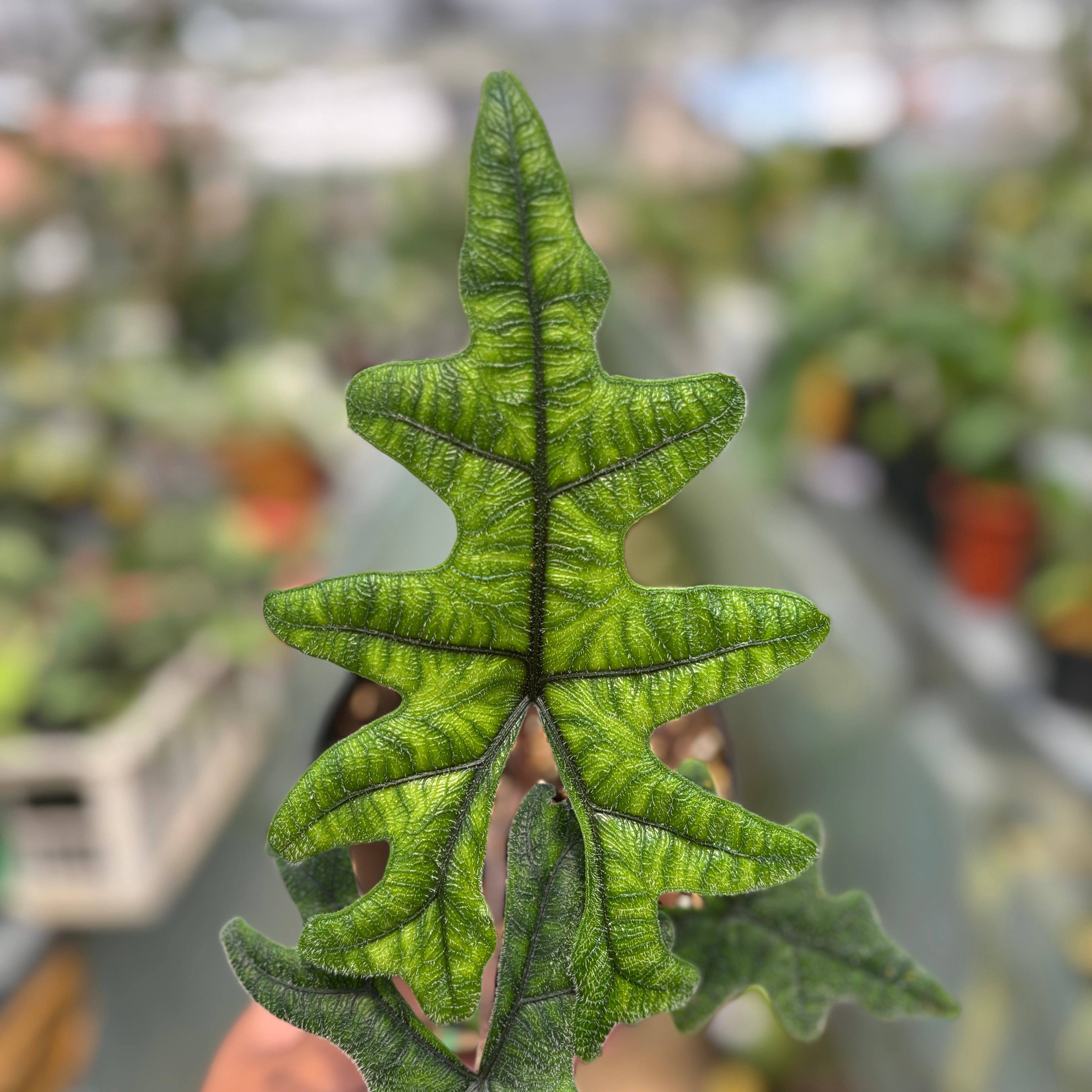 Alocasia Jacklyn