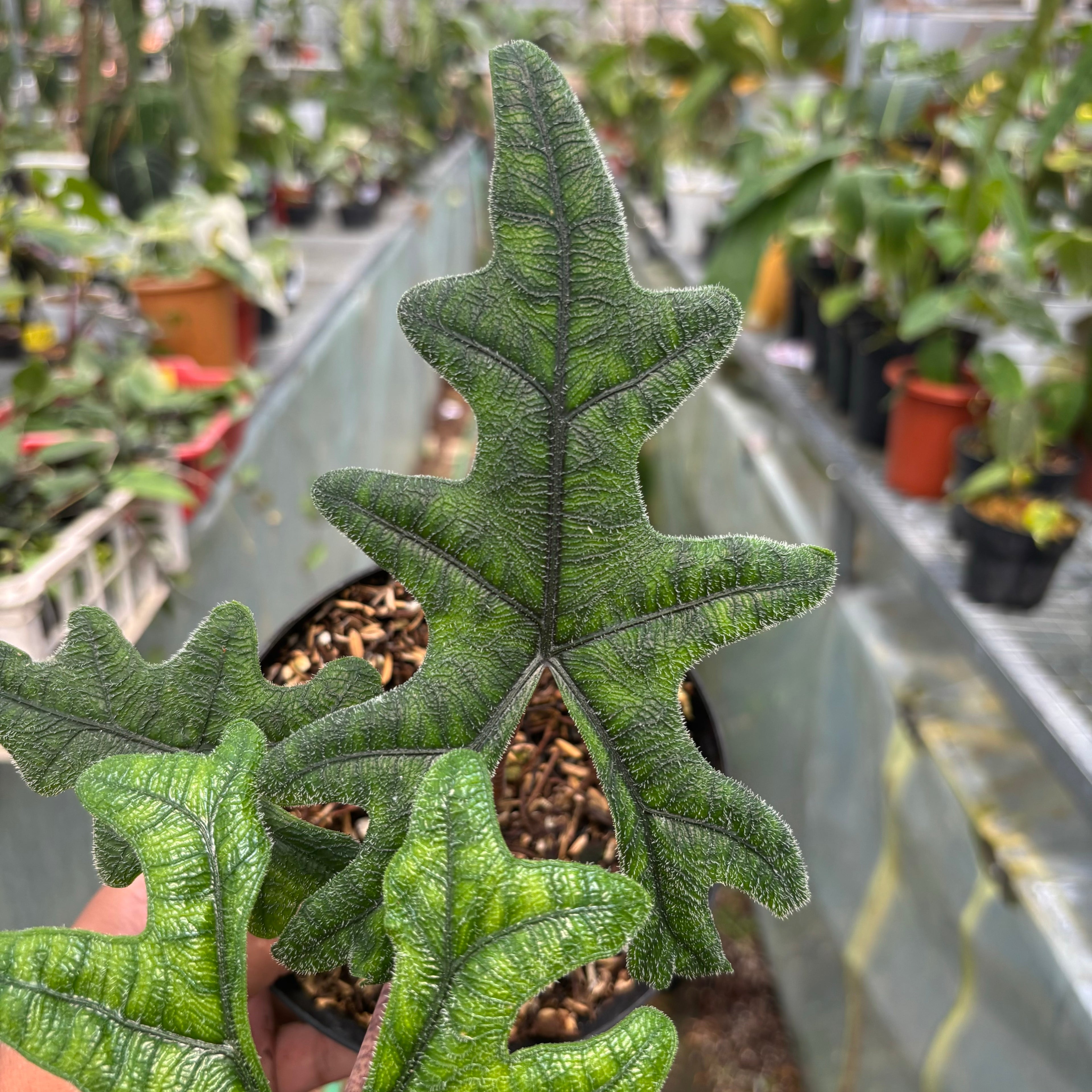 Alocasia Jacklyn