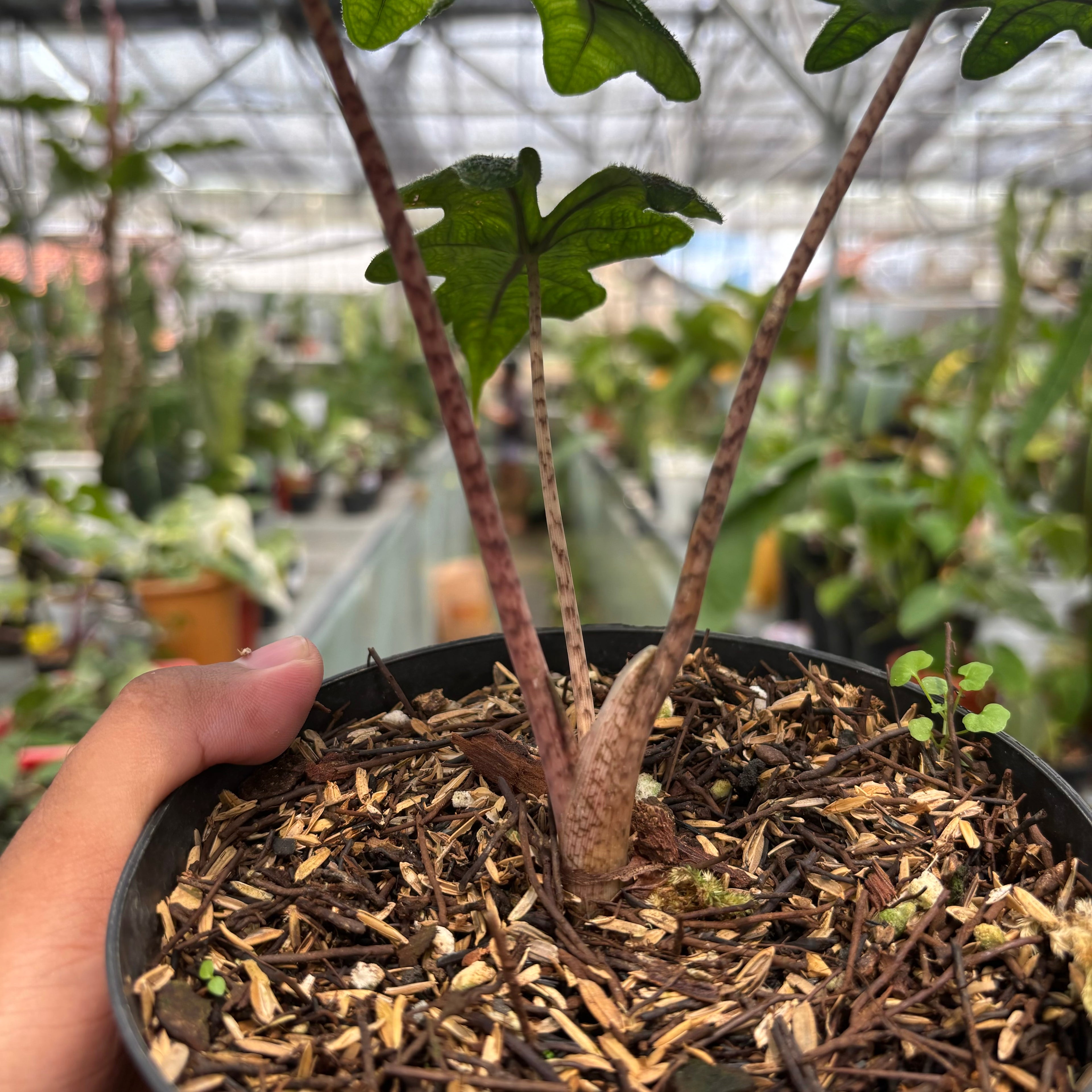 Alocasia Jacklyn