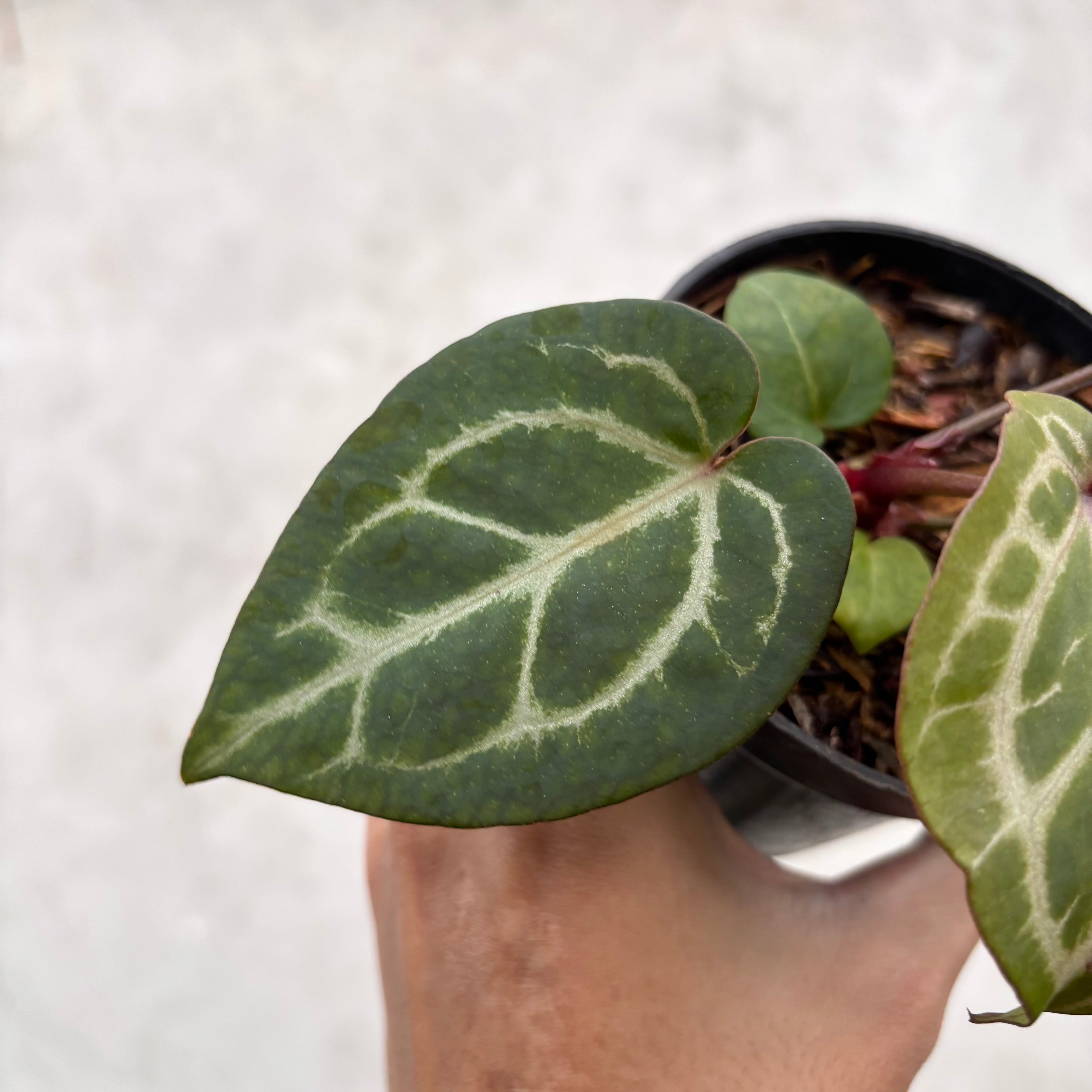 Anthurium Chocolate x Red Crystallinum