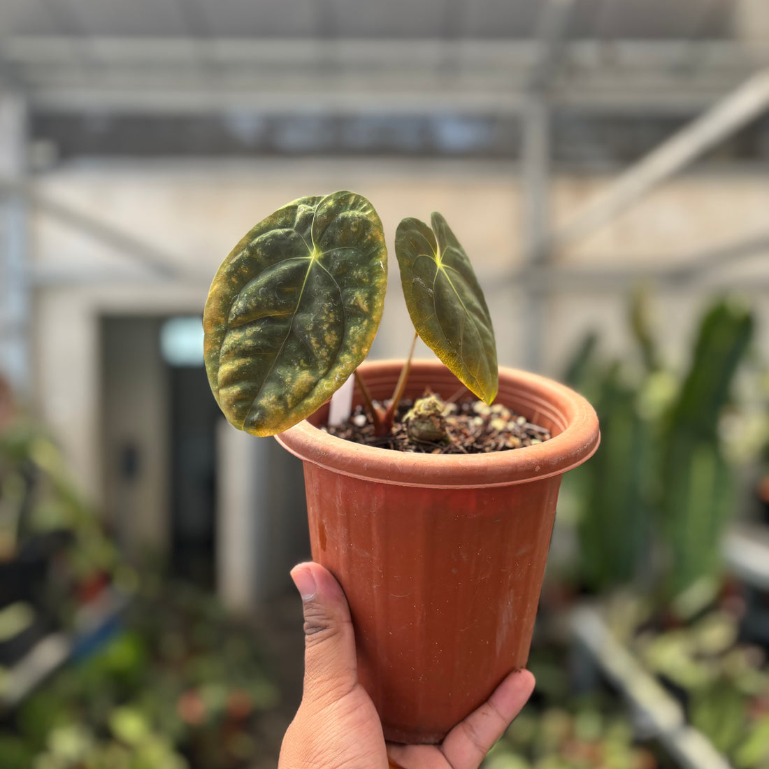Anthurium Papillilaminum x Villenaorum