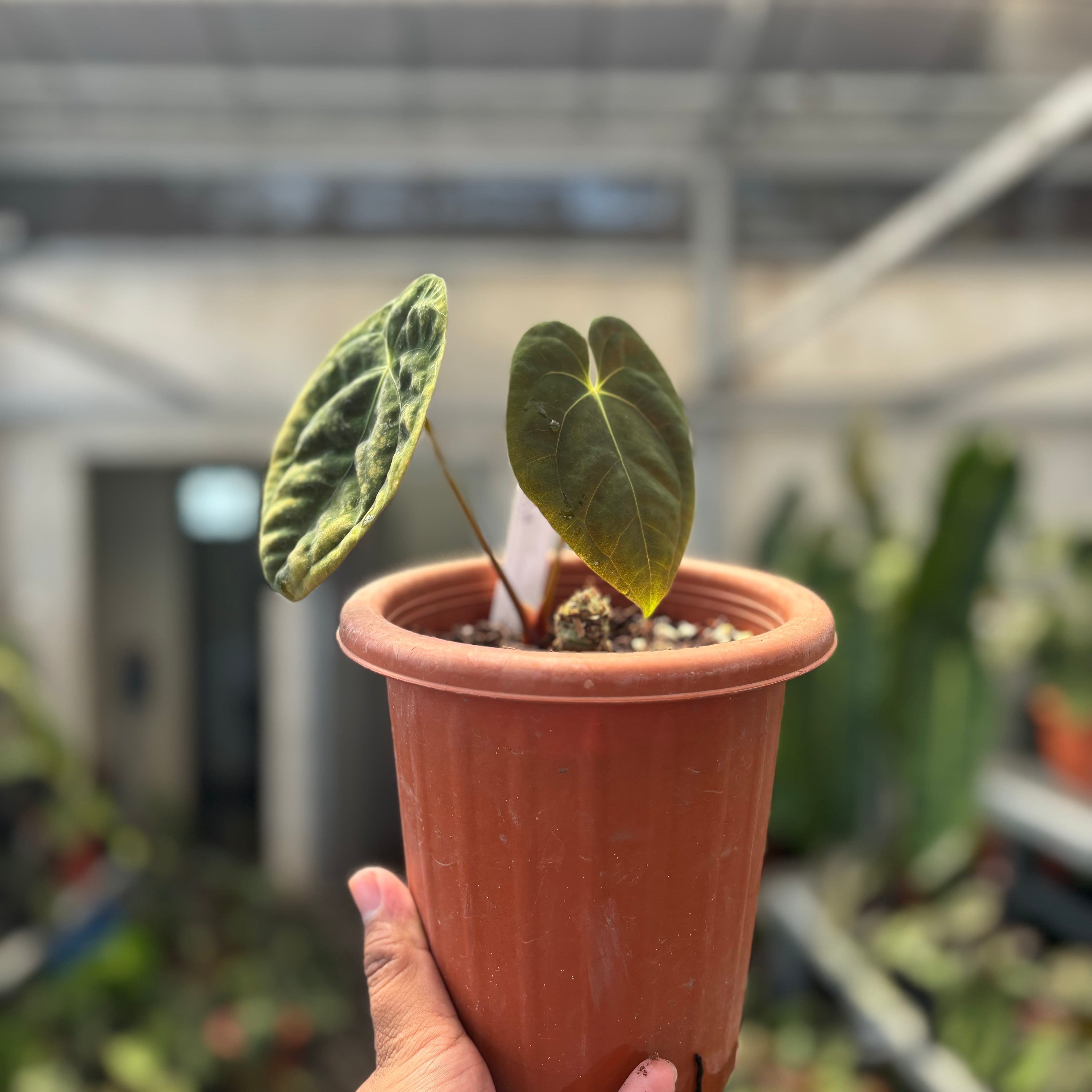 Anthurium Papillilaminum x Villenaorum