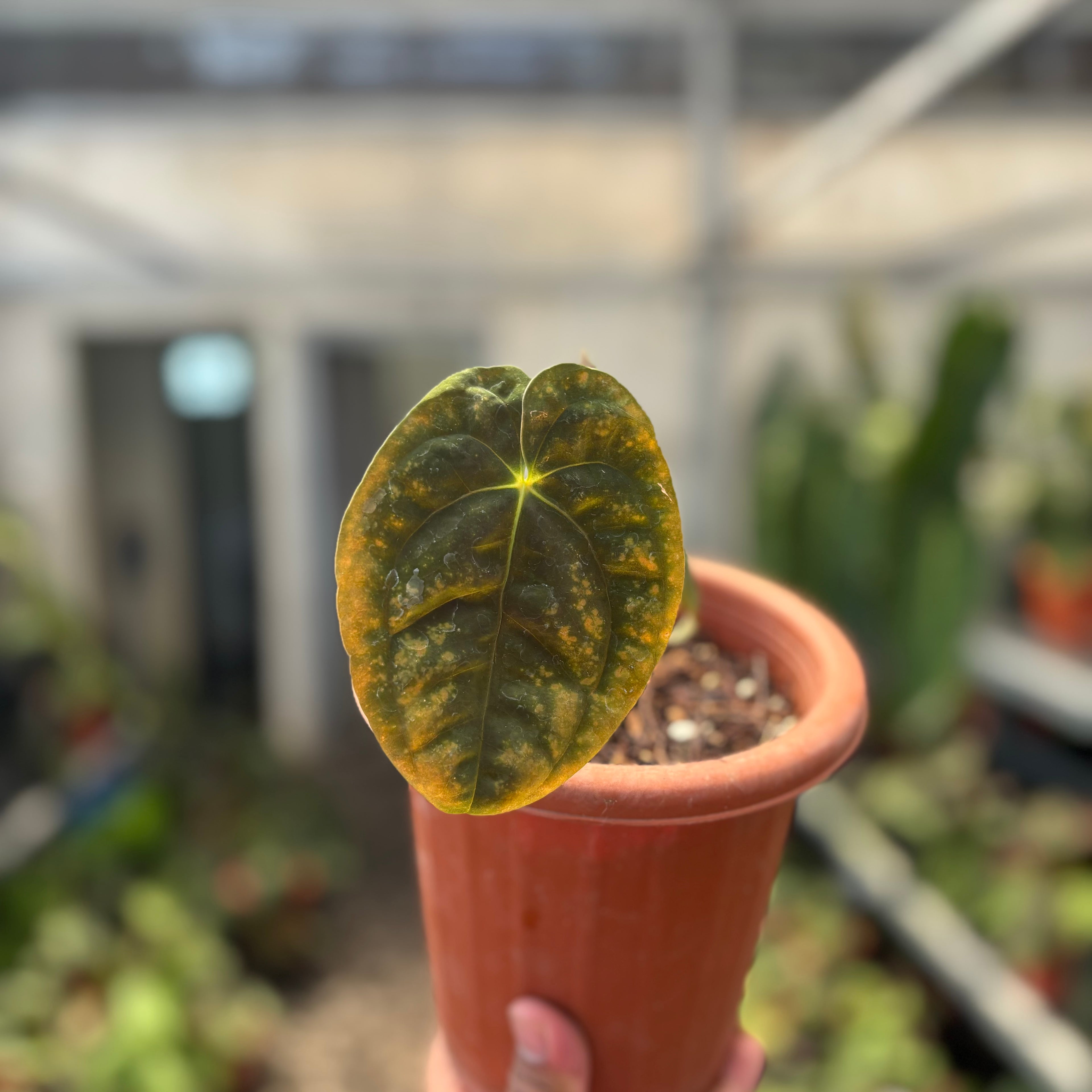 Anthurium Papillilaminum x Villenaorum