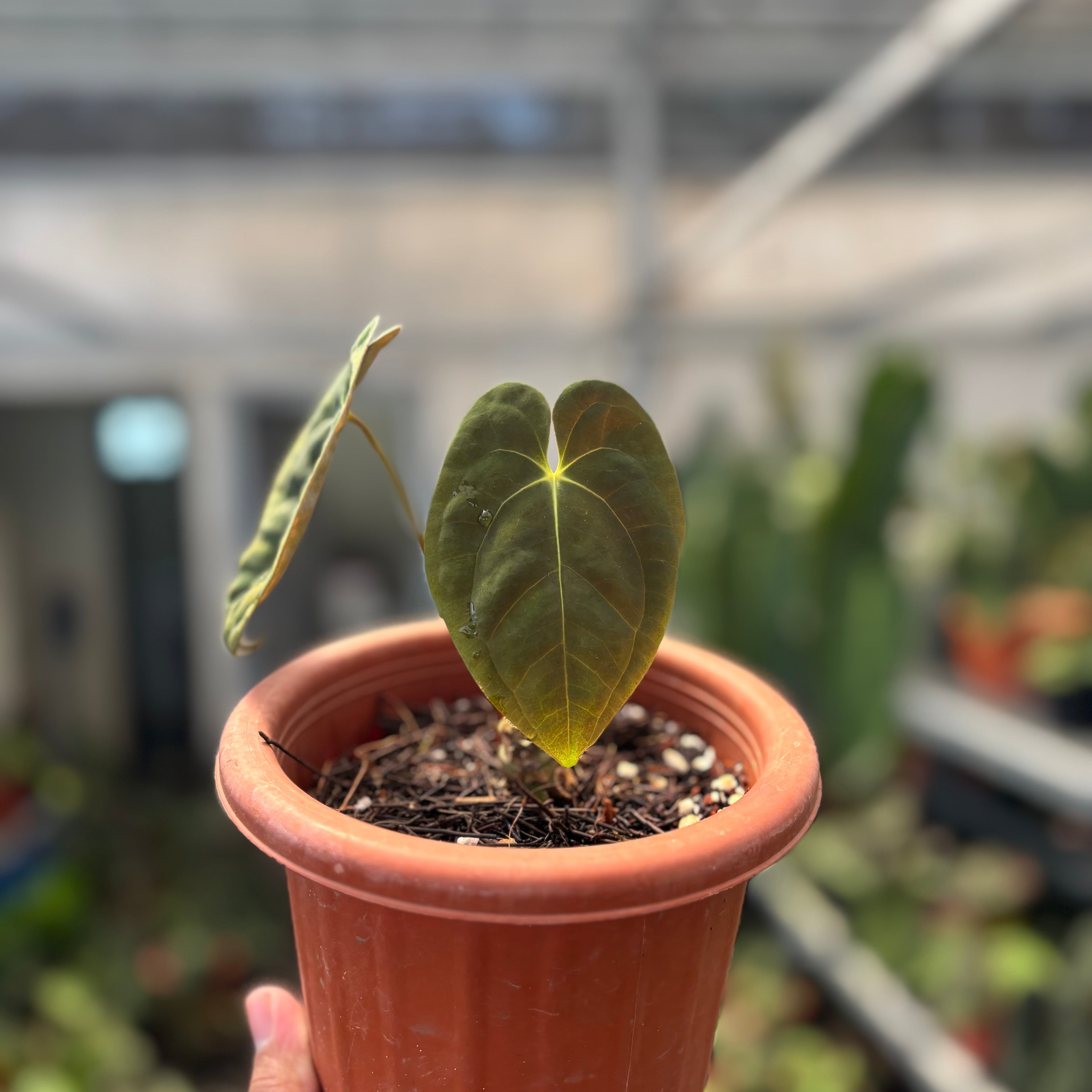 Anthurium Papillilaminum x Villenaorum