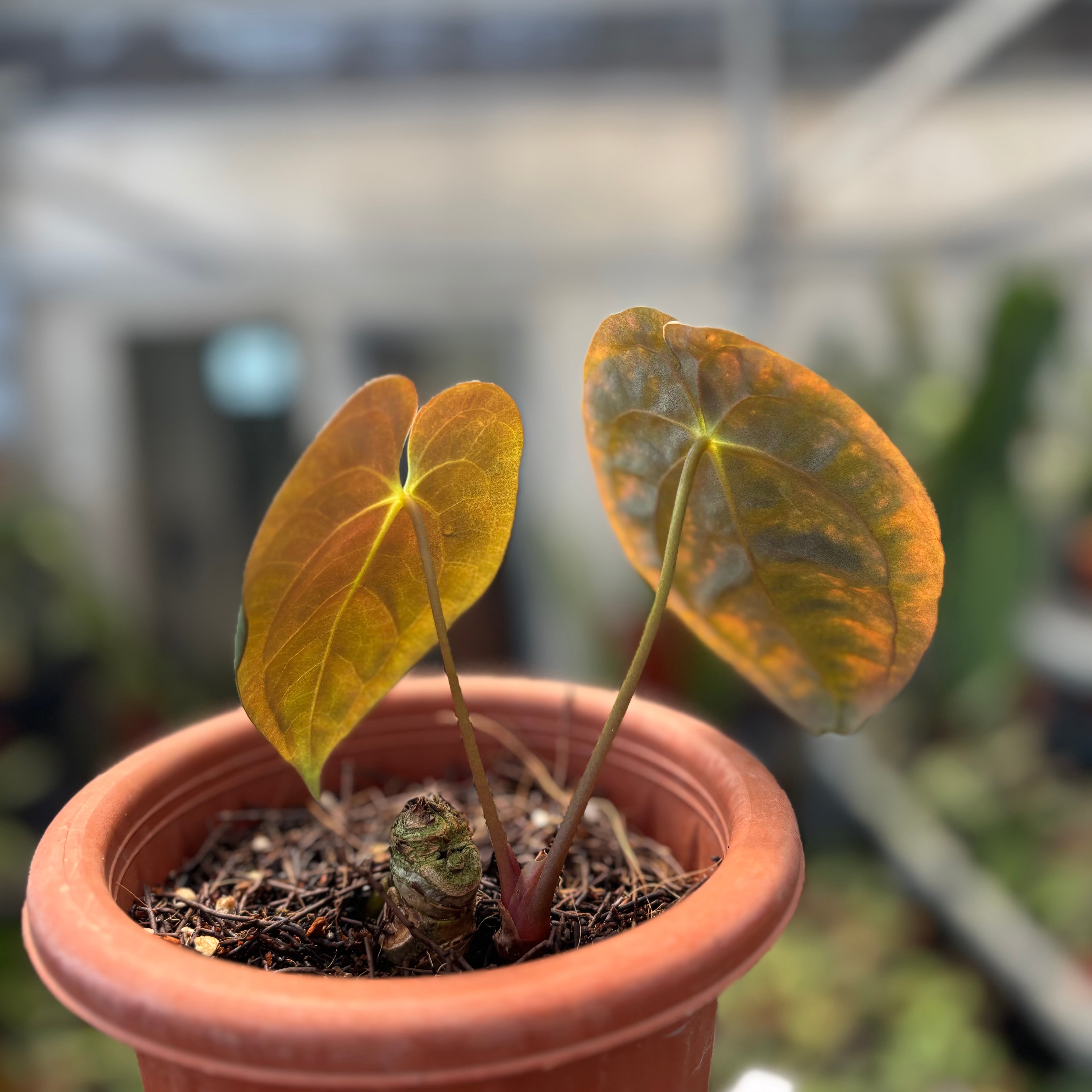 Anthurium Papillilaminum x Villenaorum