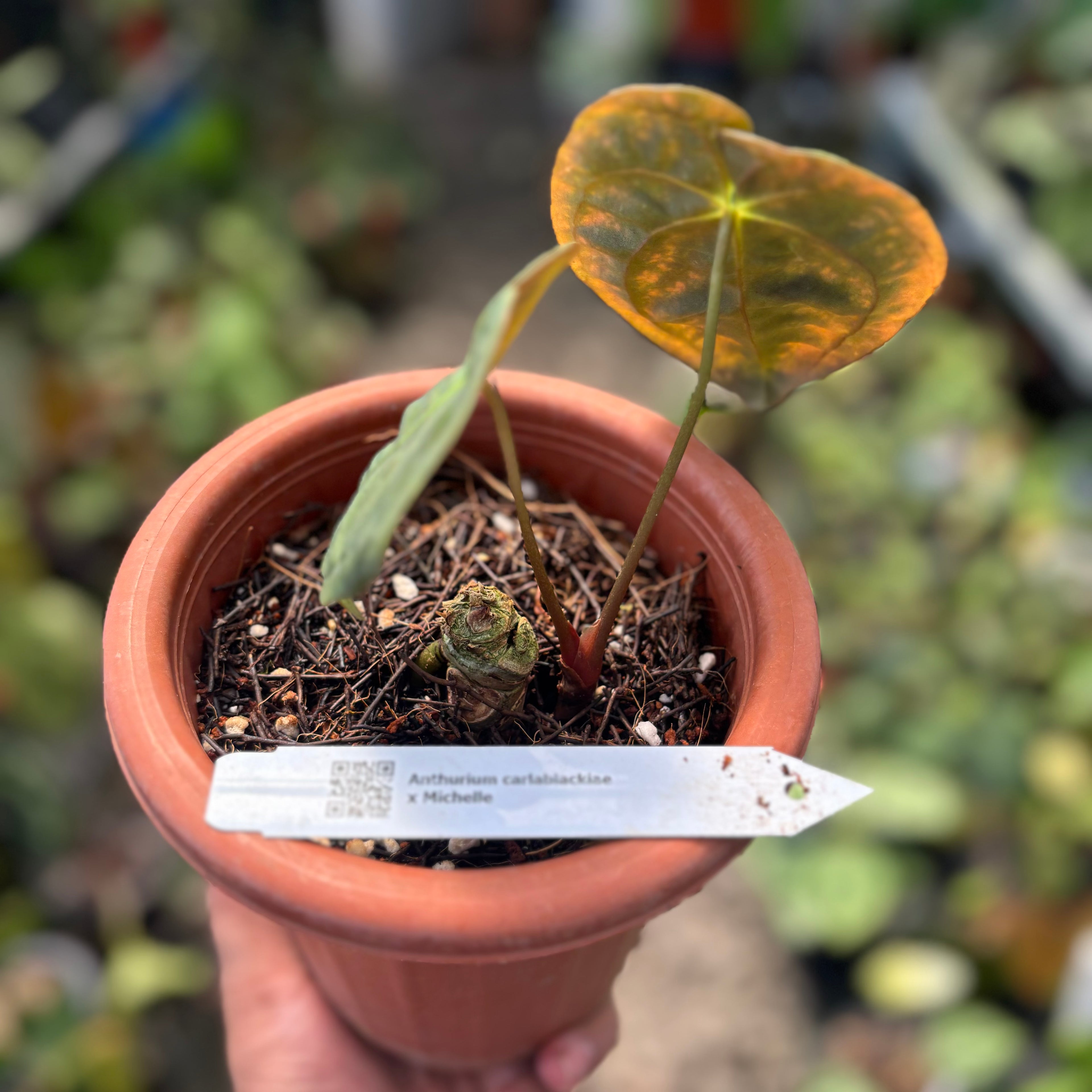 Anthurium Papillilaminum x Villenaorum