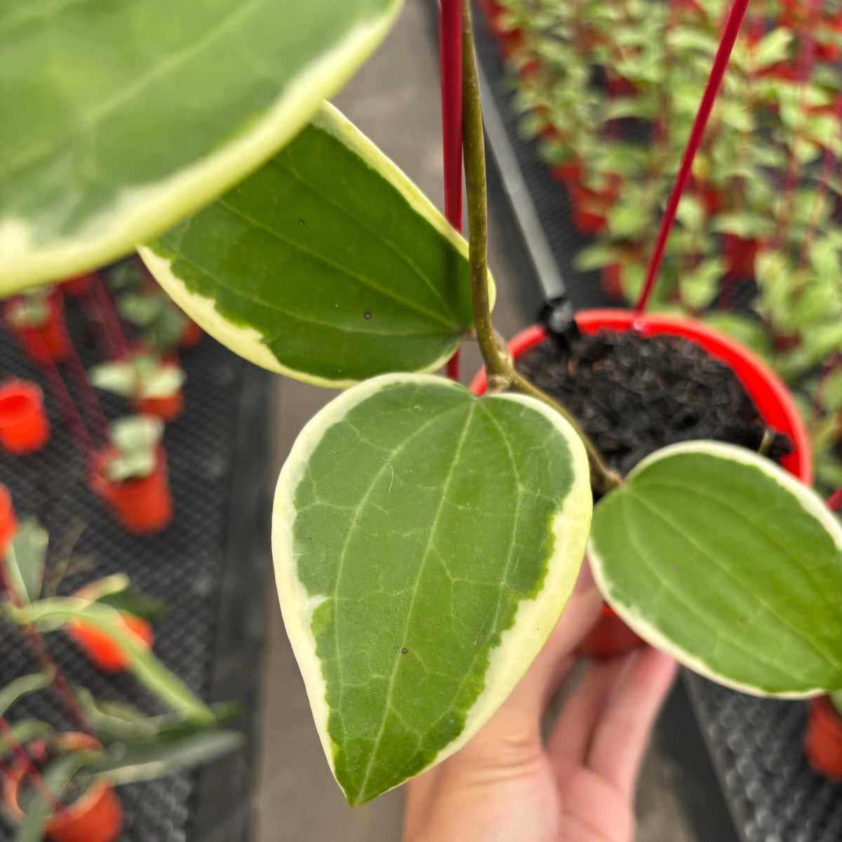 Hoya Latifolia Wasabi Albomarginata