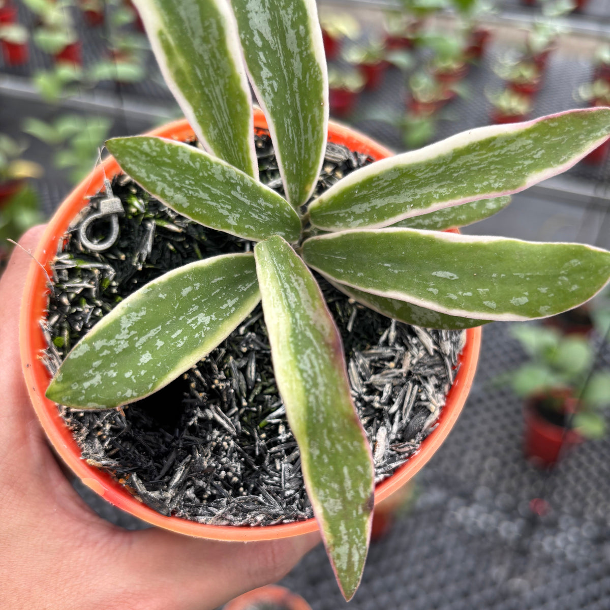 Hoya Sigillatis Albomarginata