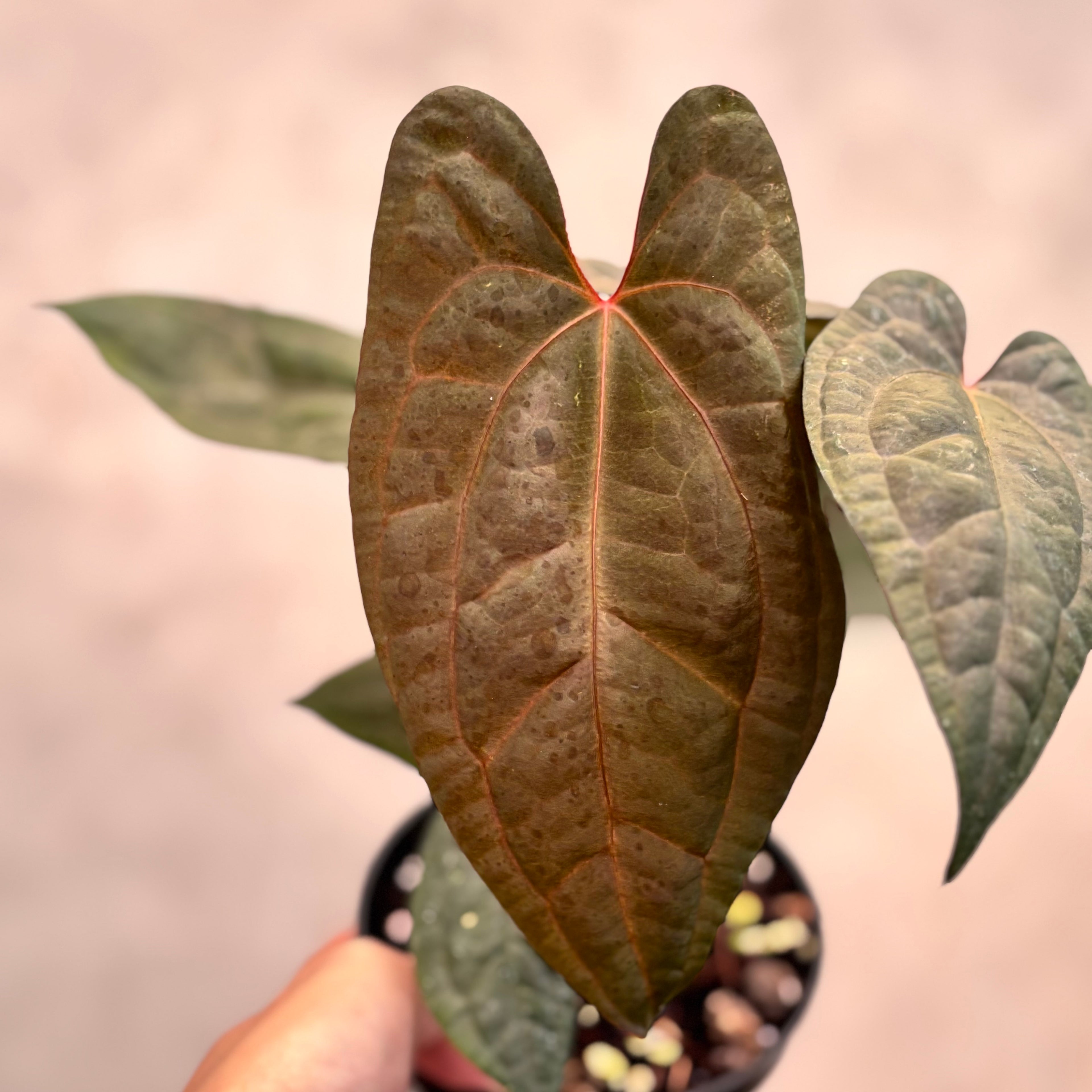 Anthurium RVDP x Black Muscle