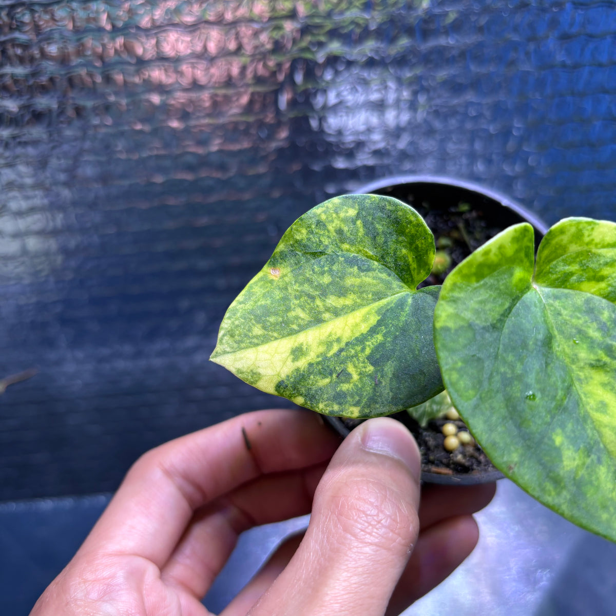 RP34-9 Anthurium KOS x AOS Variegated