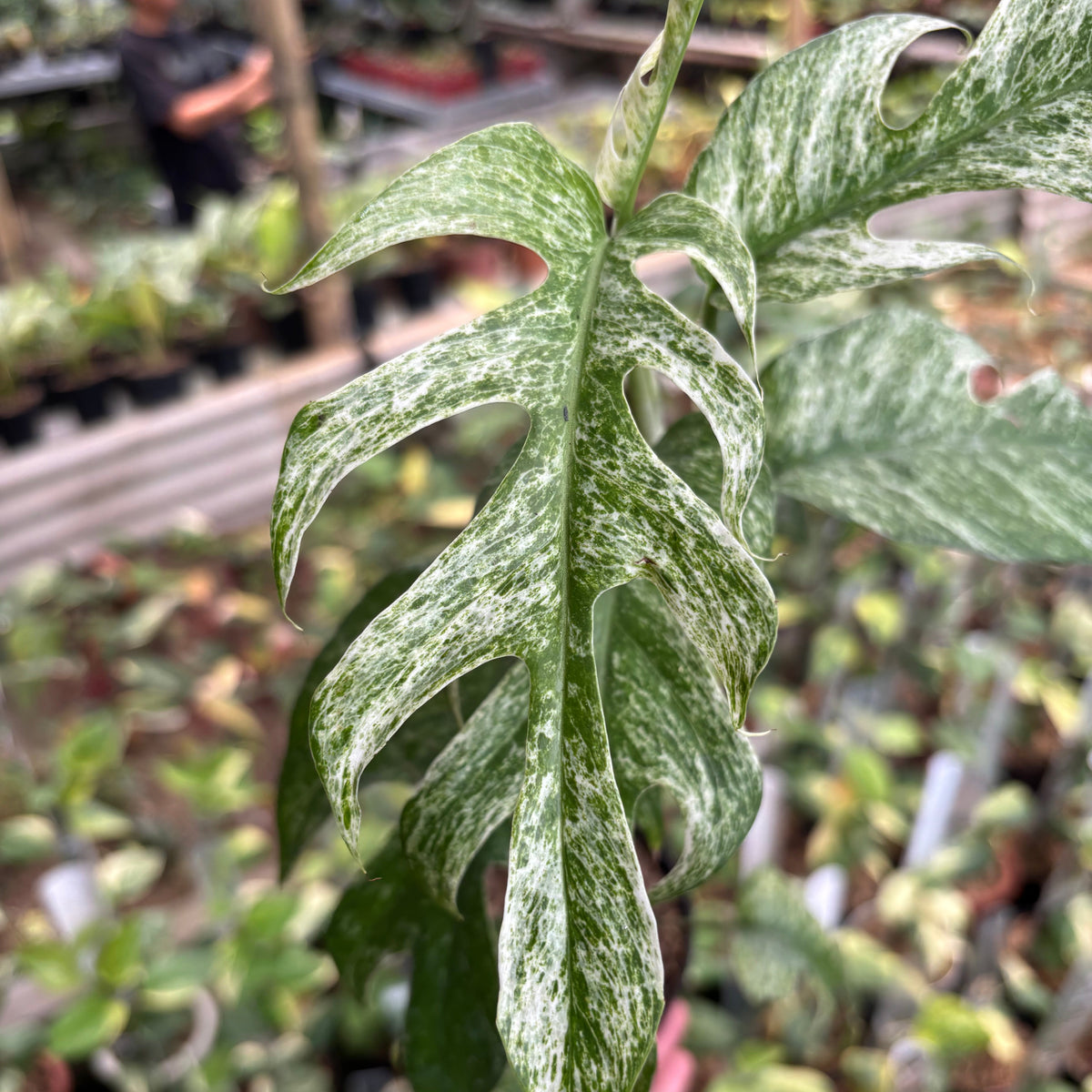 Epipremnum Pinnatum White Dagger