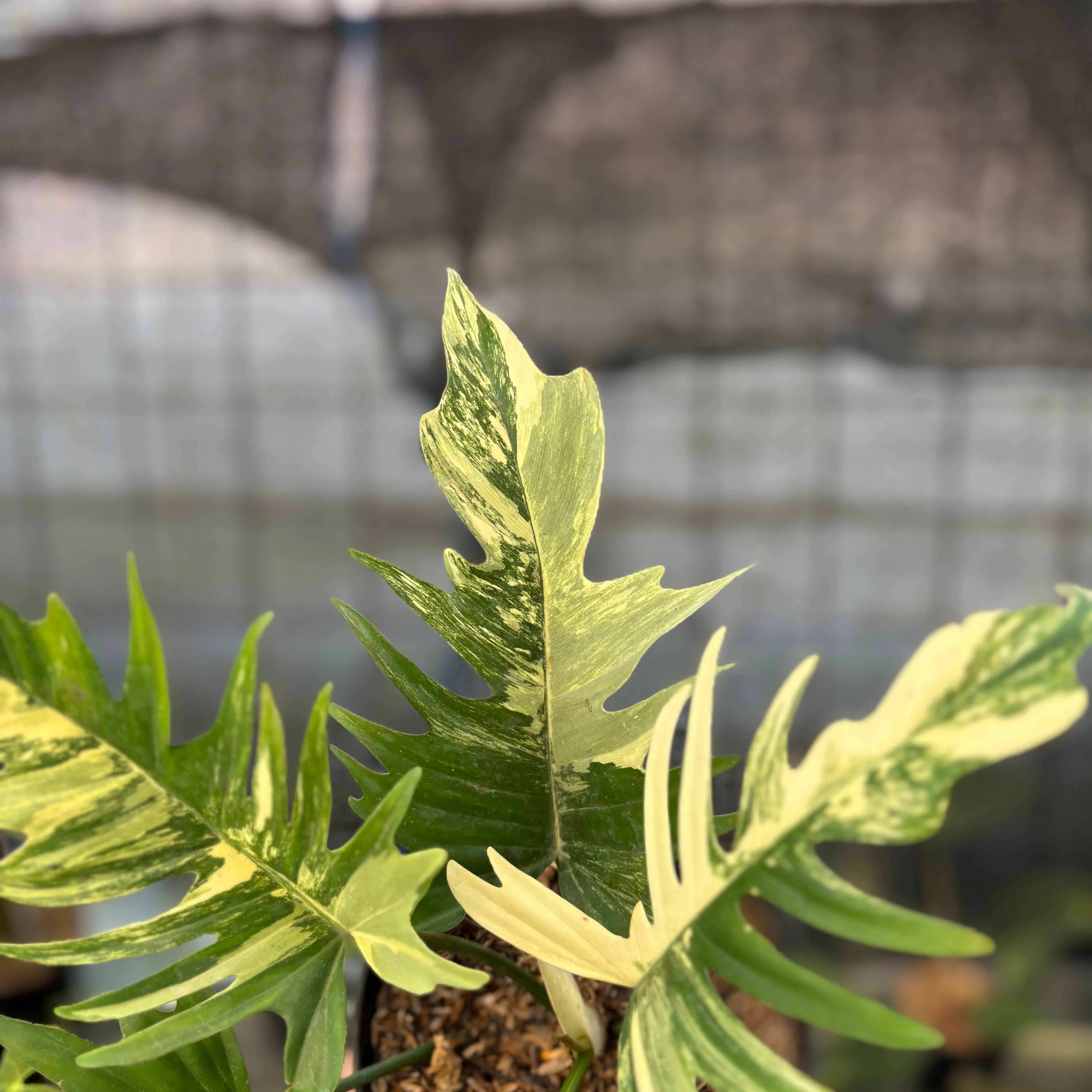 RP10-9 Philodendron Florida Beauty x Tortum Variegated