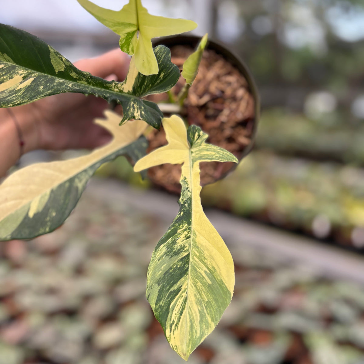 Philodendron Florida Beauty x Joepii
