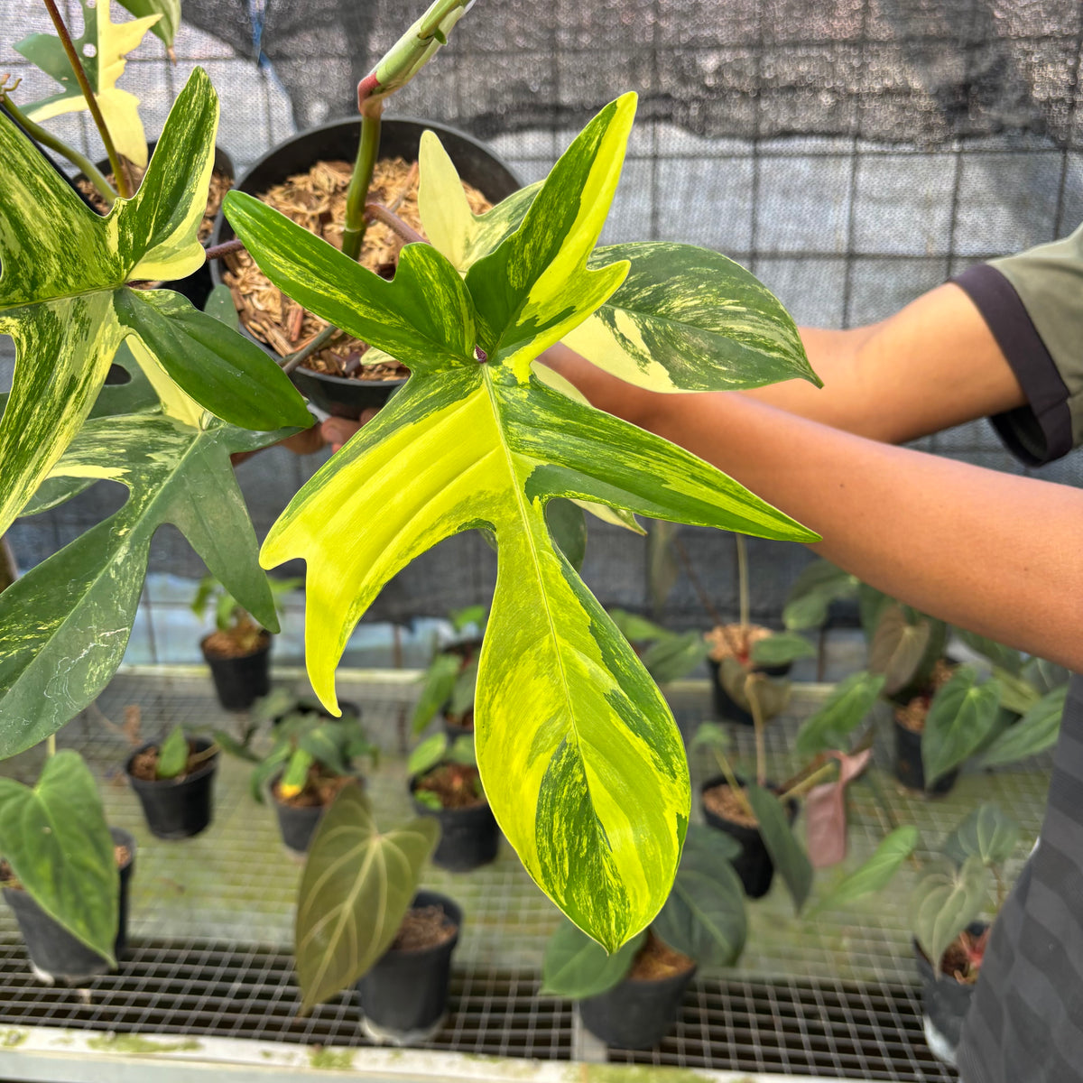 RP28-9 Philodendron Florida Beauty Mature Size (2 pcs)