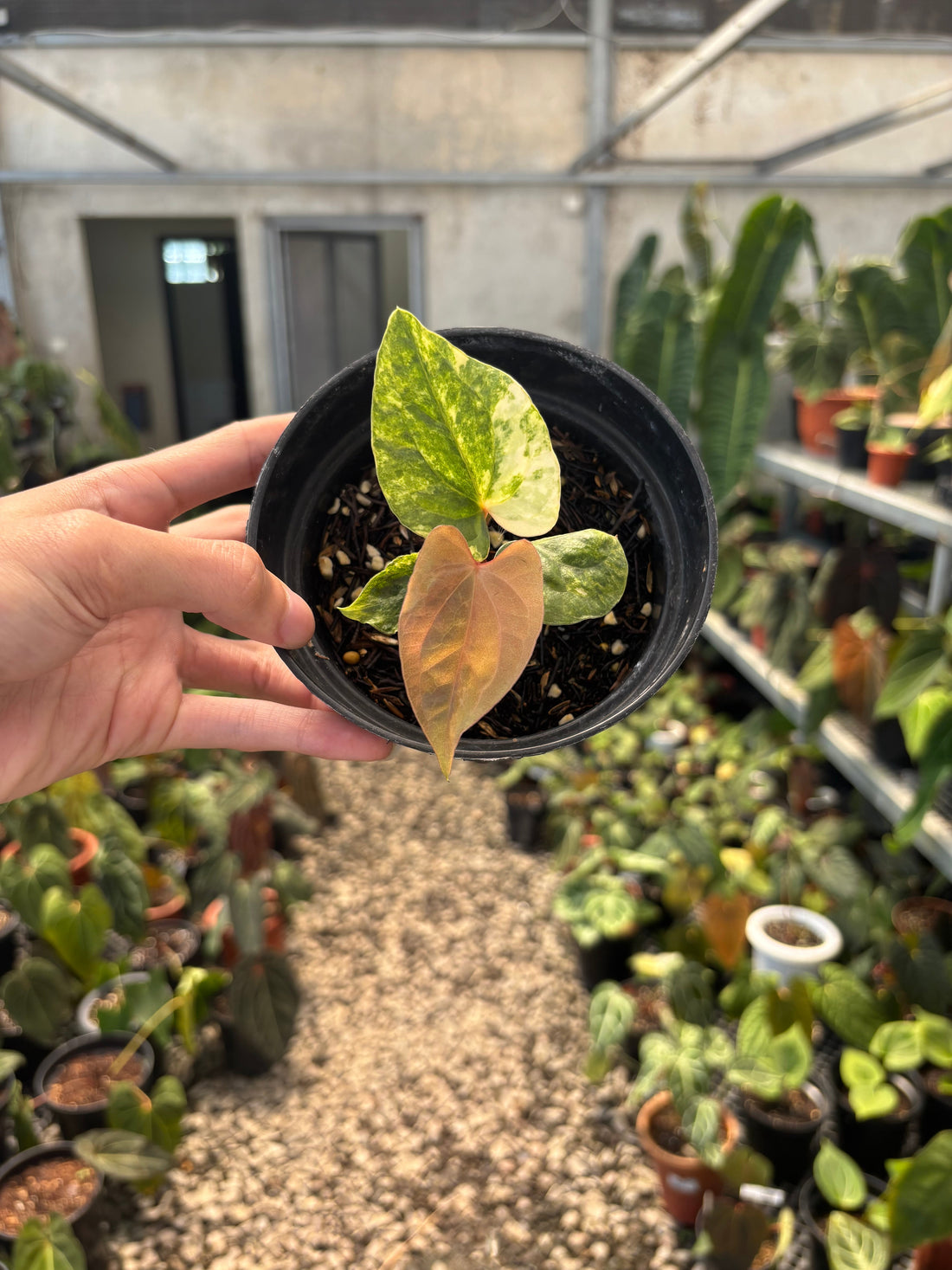 Anthurium Papillilaminum Variegated x Luxurians