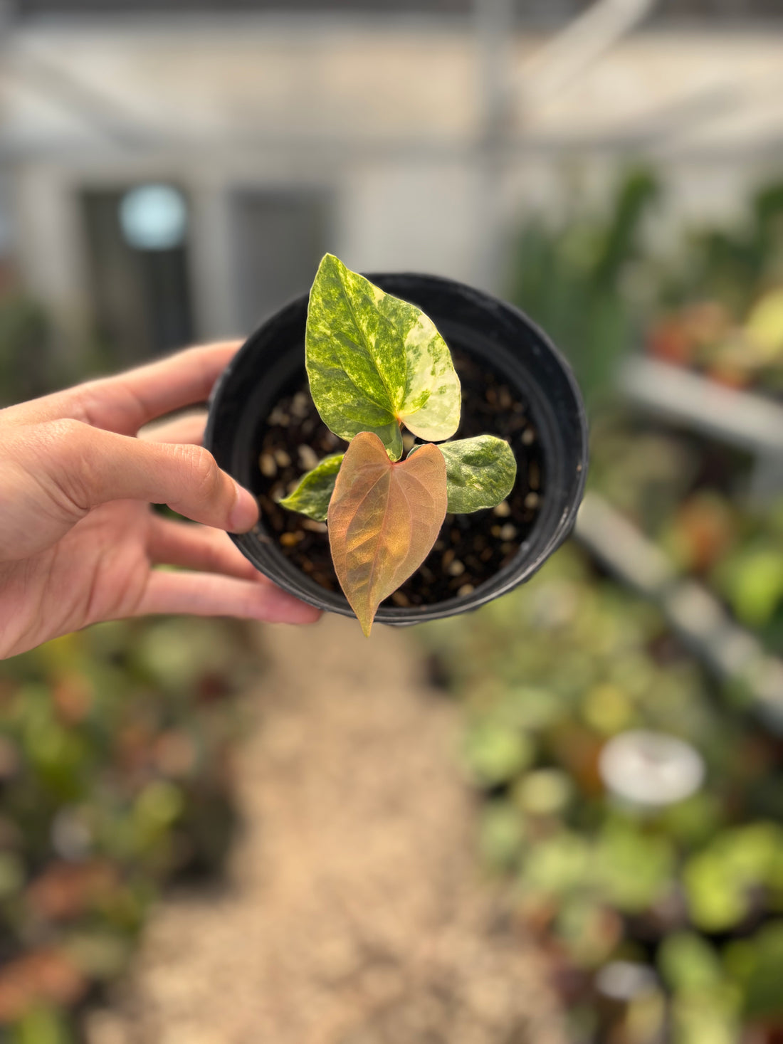 Anthurium Papillilaminum Variegated x Luxurians