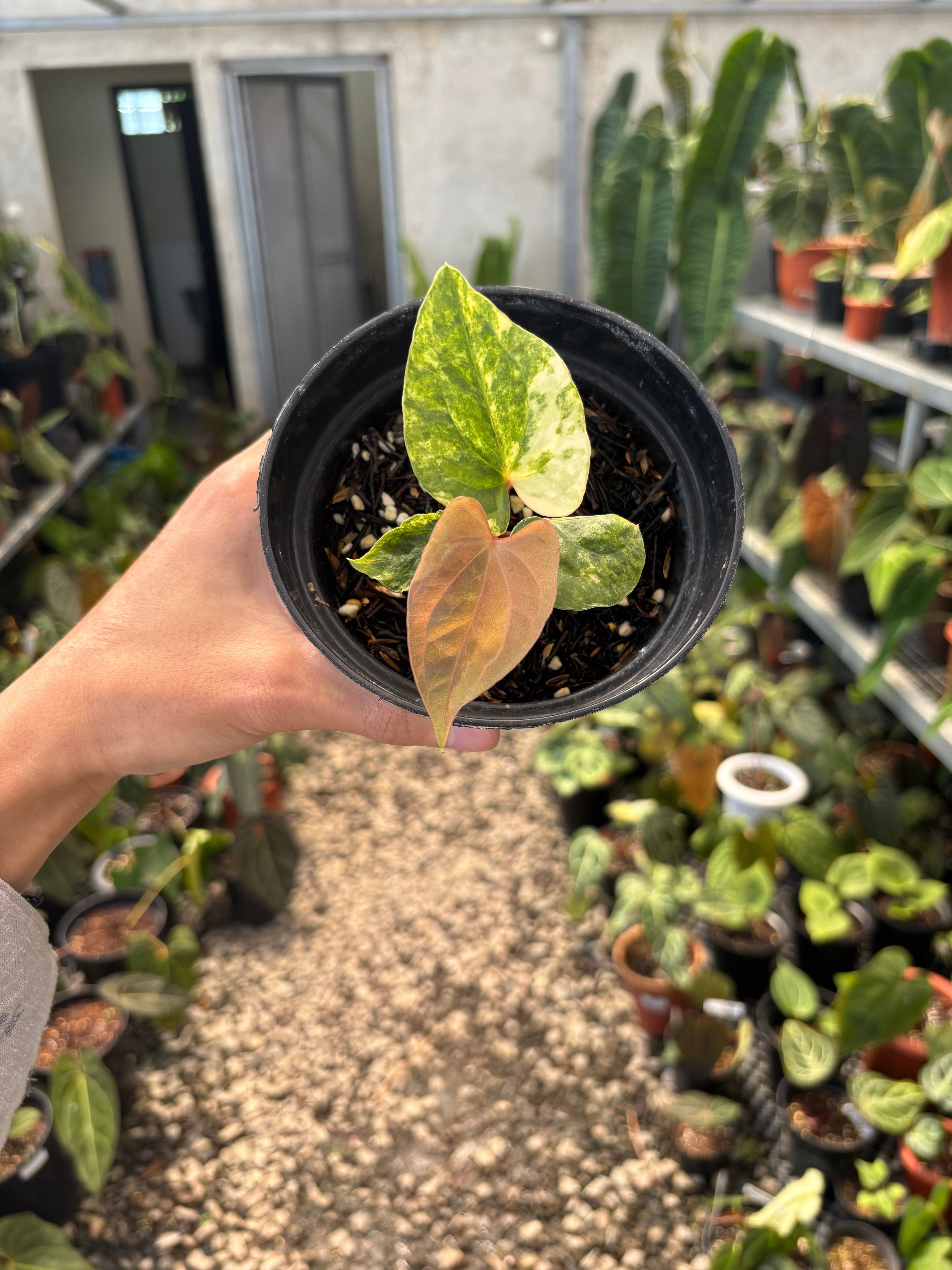 Anthurium Papillilaminum Variegated x Luxurians
