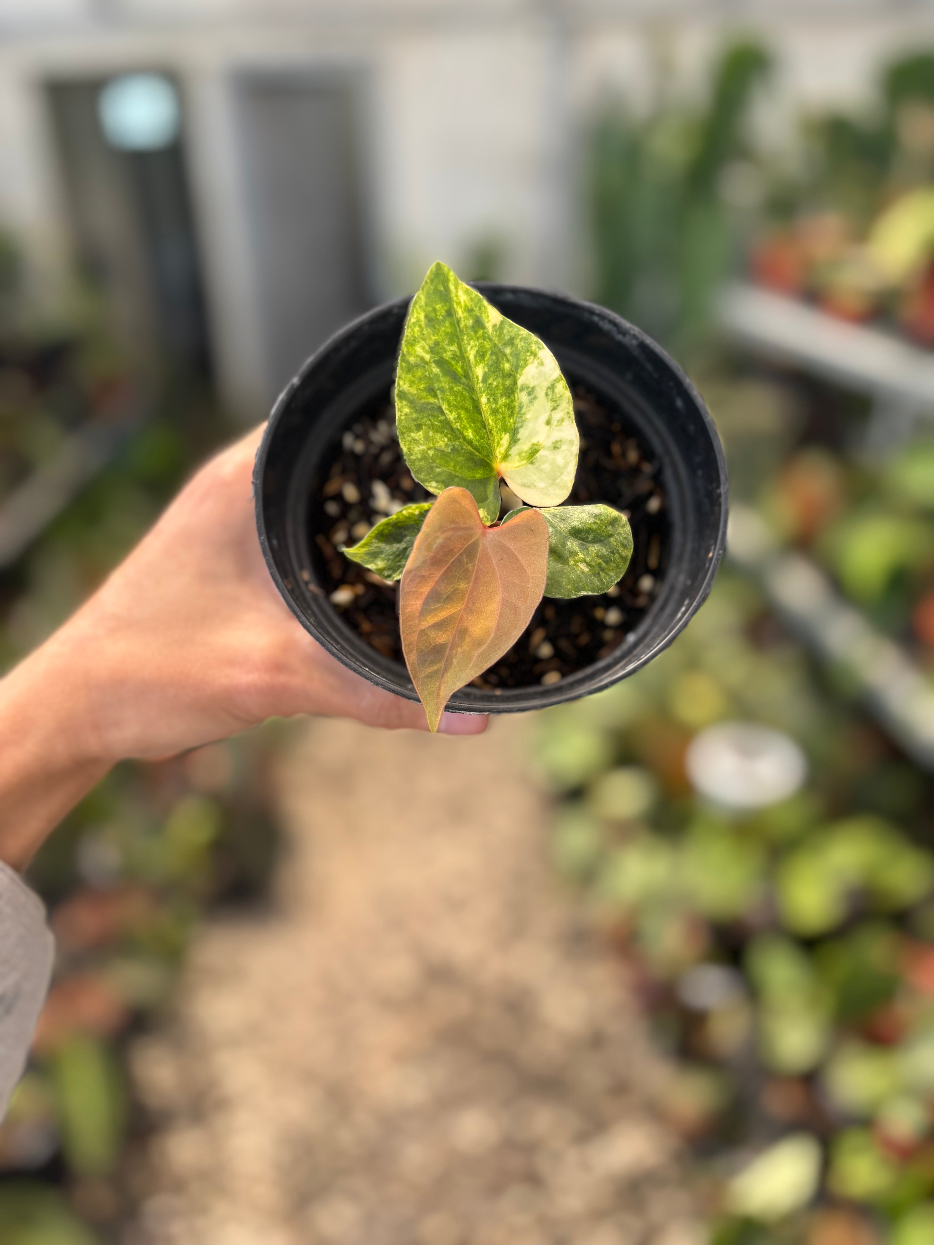 Anthurium Papillilaminum Variegated x Luxurians