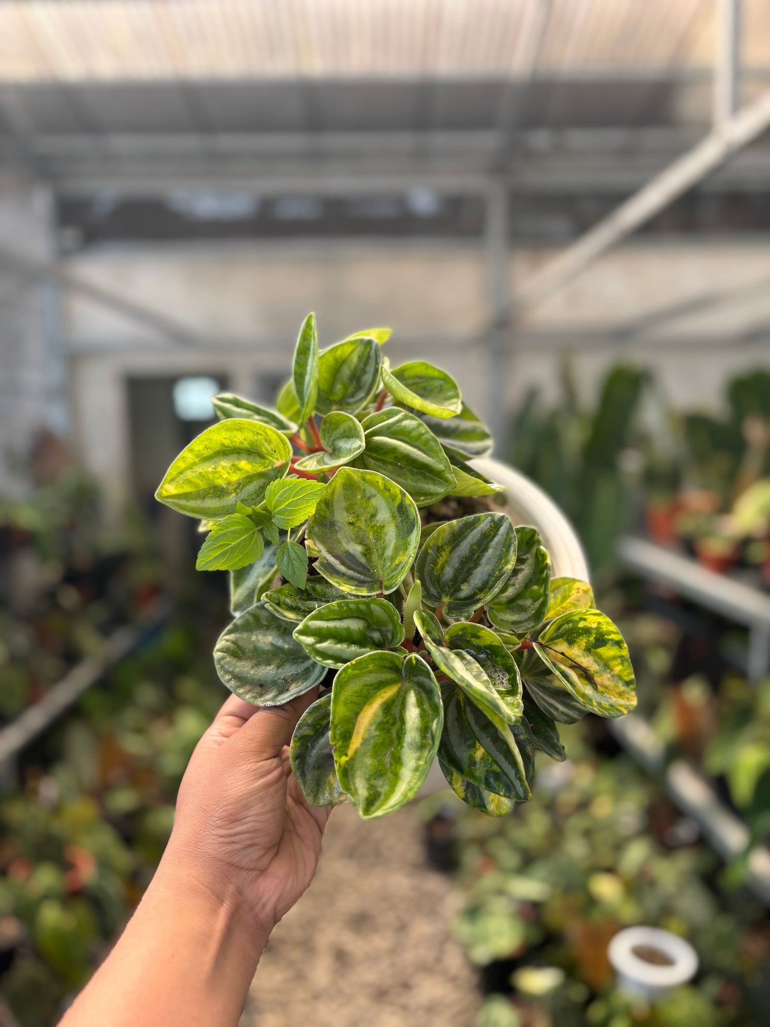 Peperomia Variegated