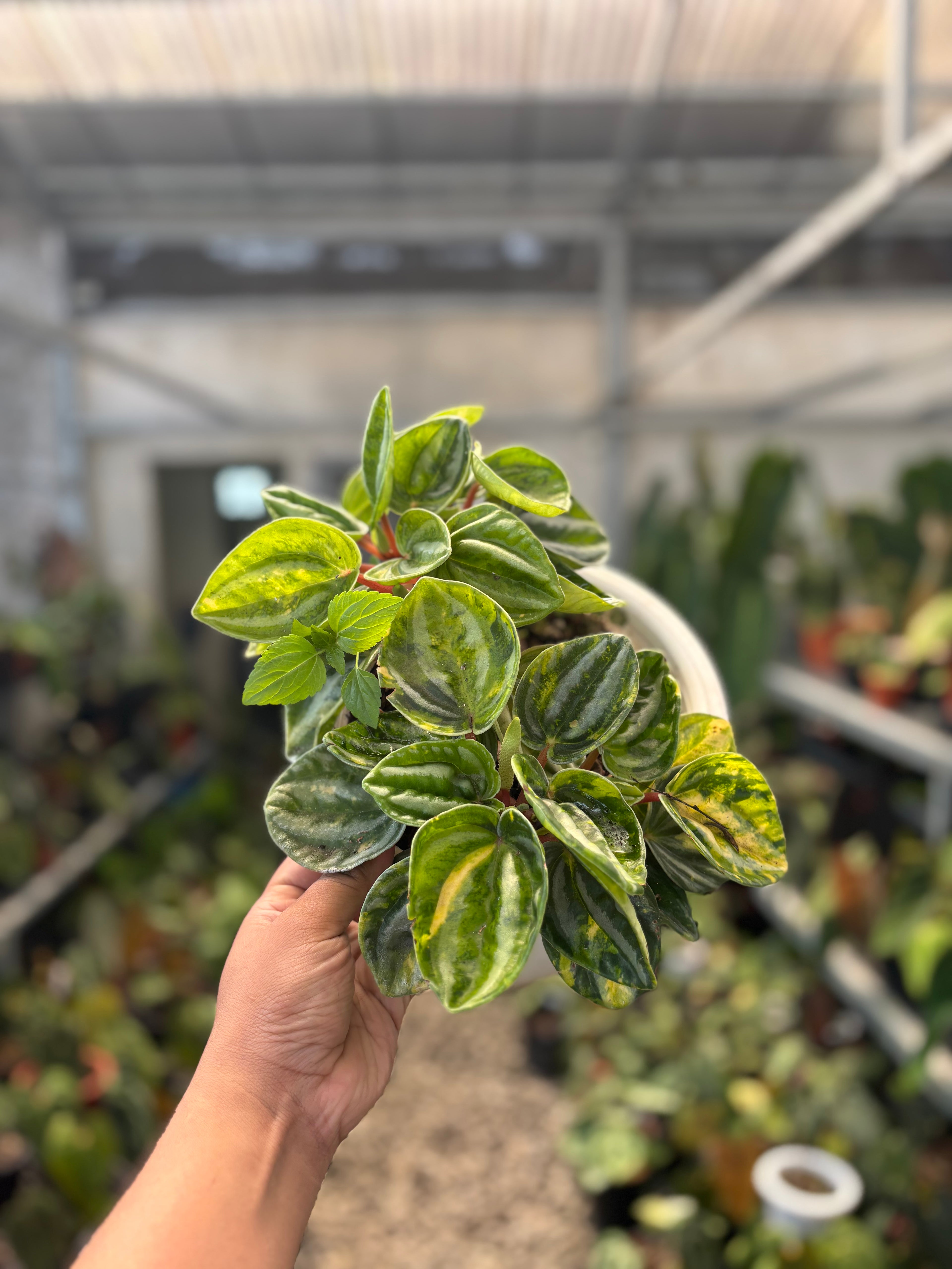 Peperomia Variegated