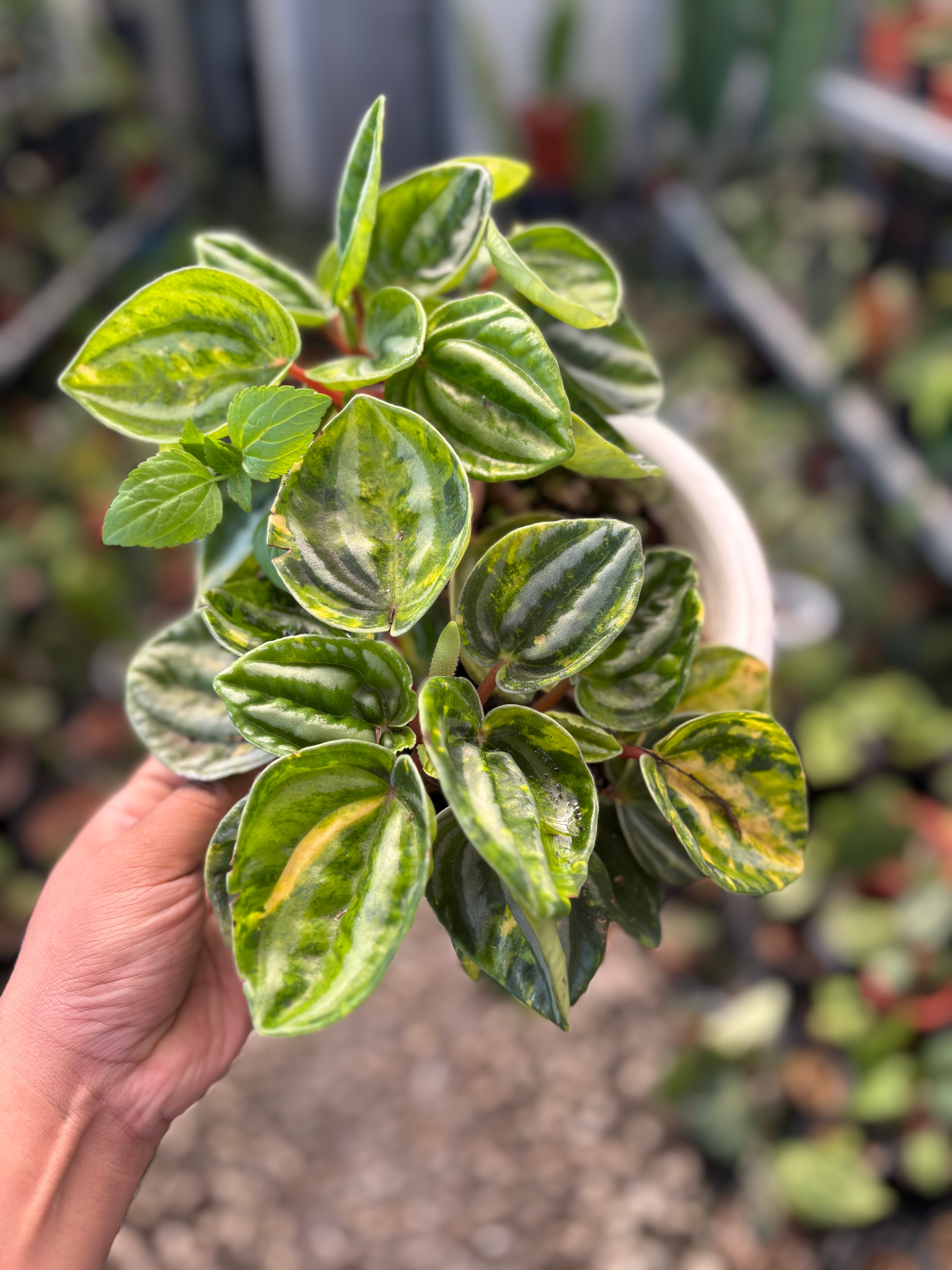 Peperomia Variegated