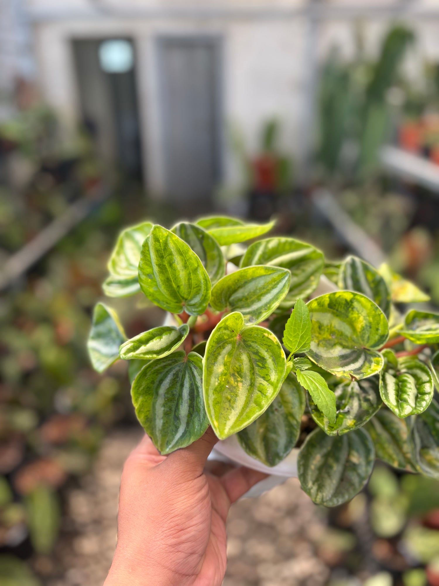 Peperomia Variegated