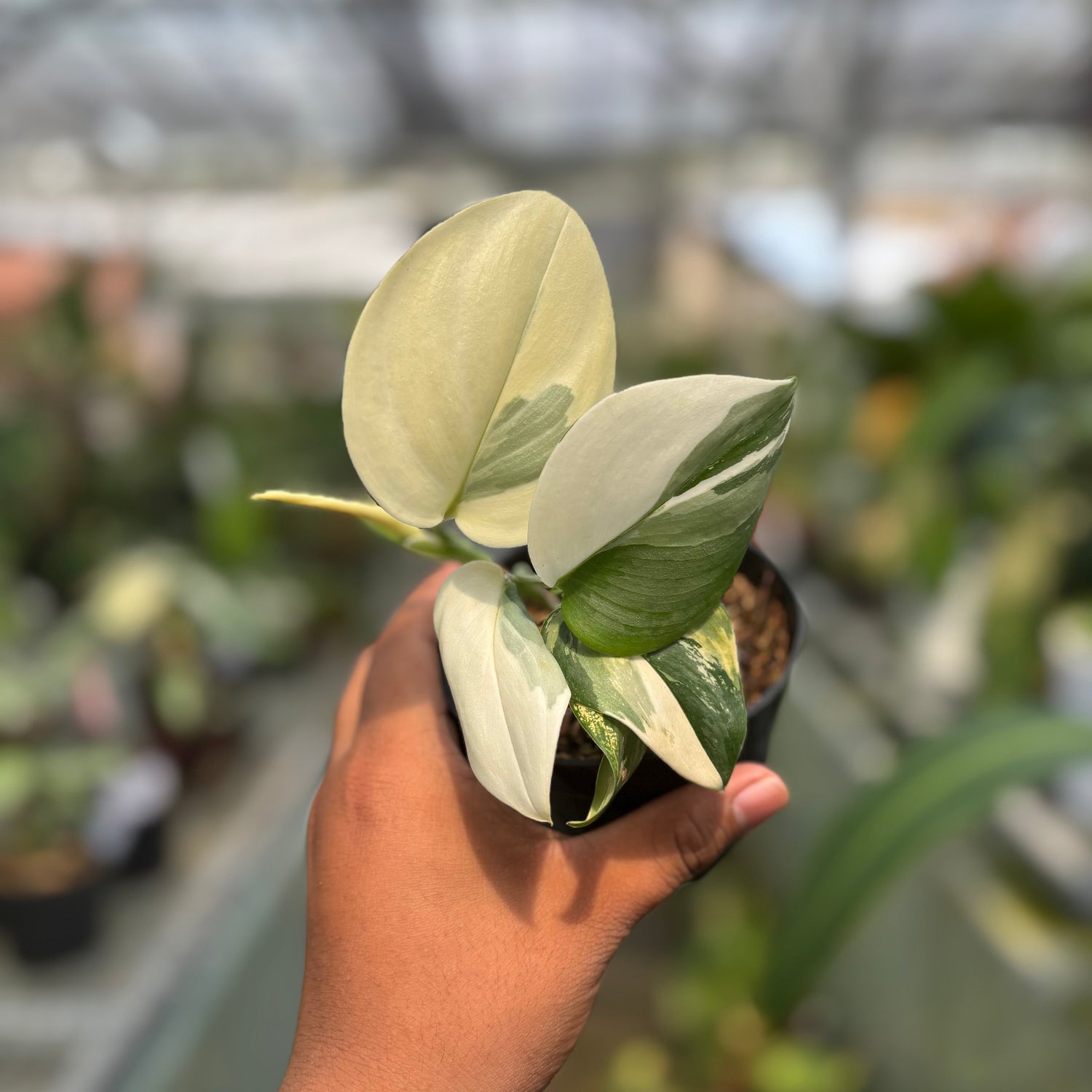 🎁 Scindapsus Moonlight Variegated (100% off)